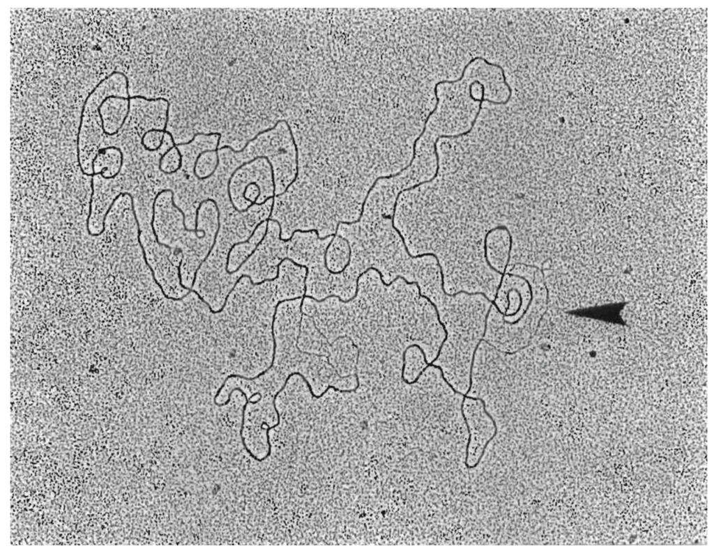 Genes 06 00436 g008 1024