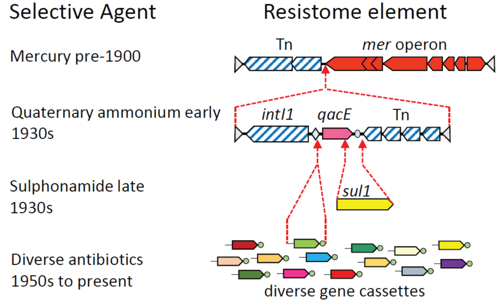 Genes 06 00841 g002 1024