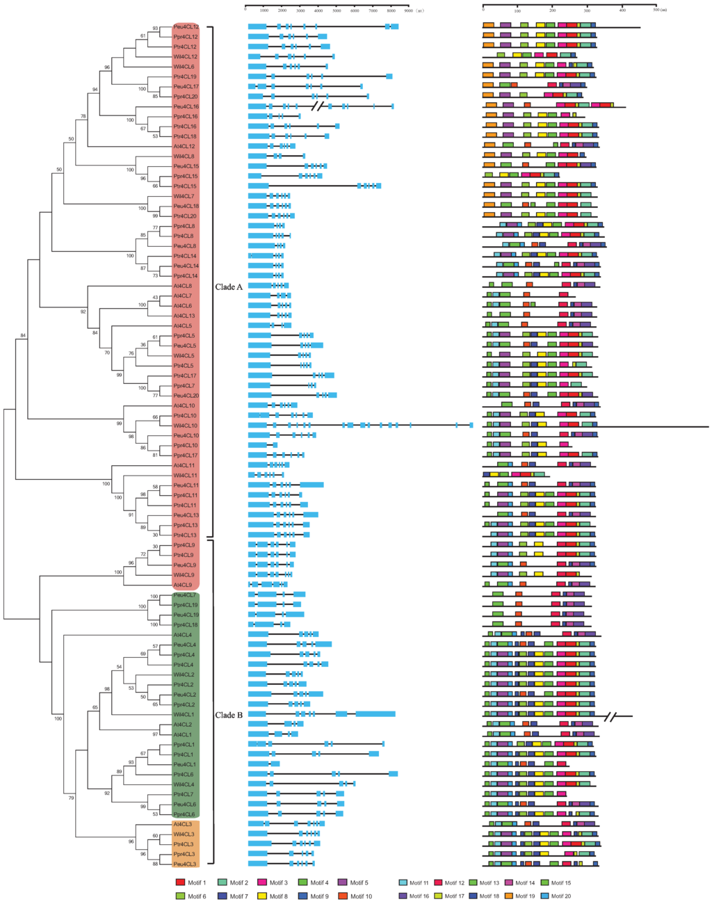 Genes 06 00901 g002 1024