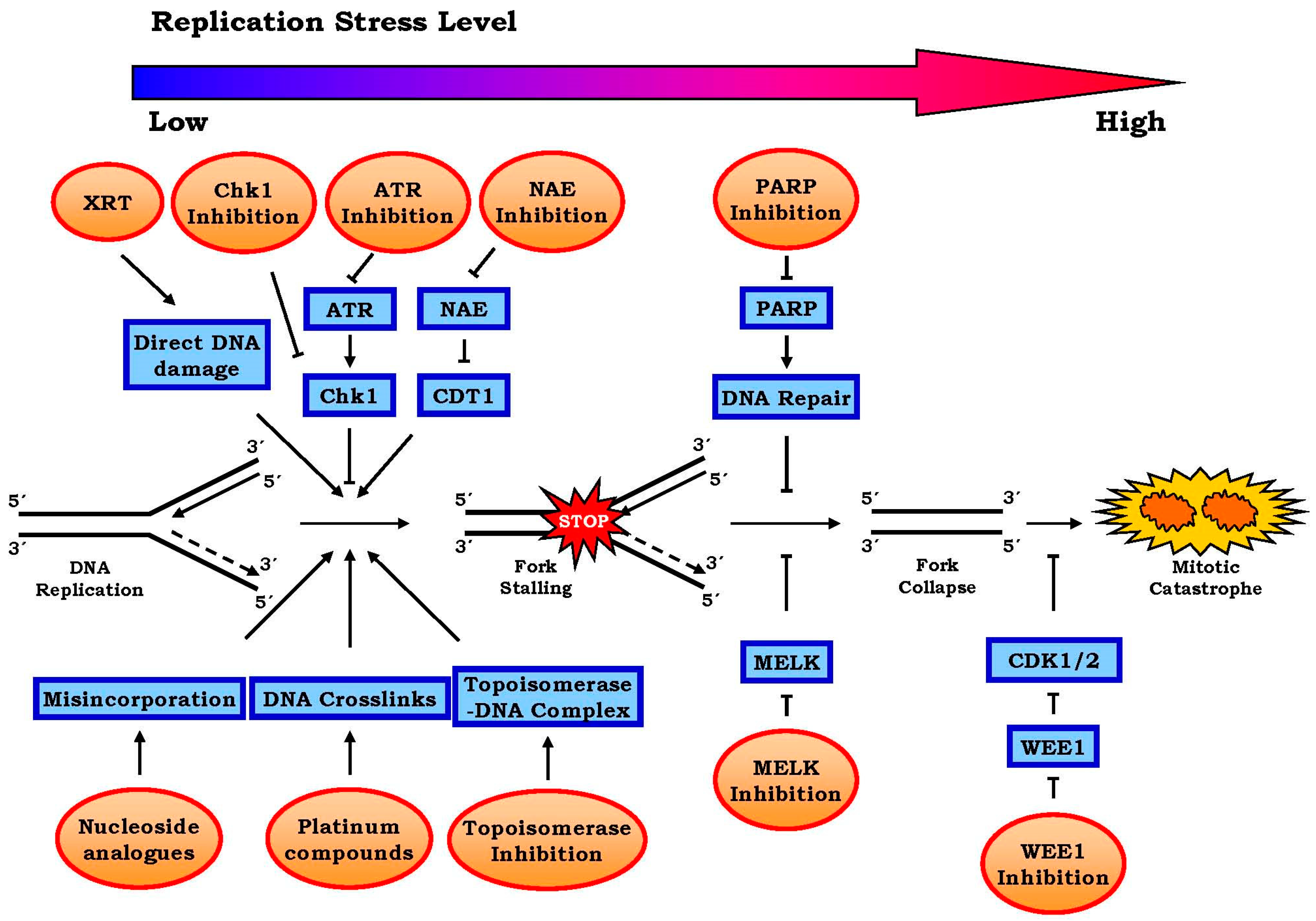 Genes 07 00051 g002
