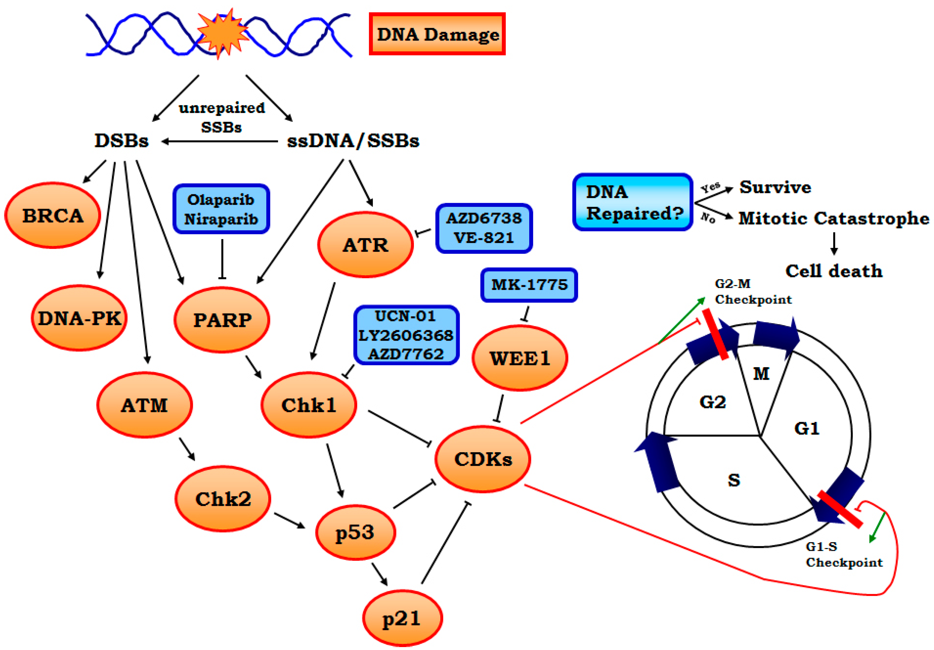 Genes 07 00051 g003