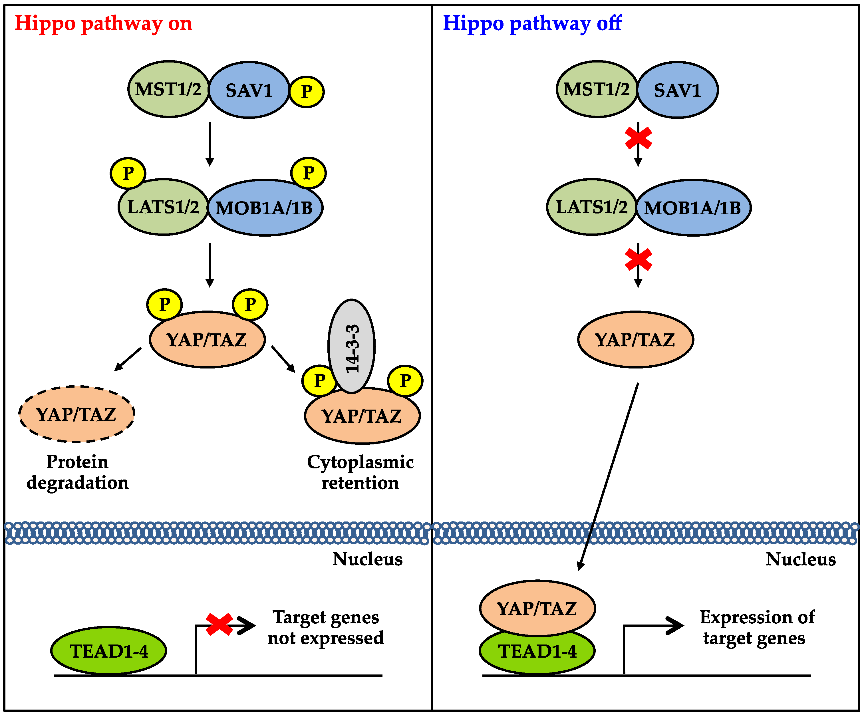 Genes 07 00055 g001