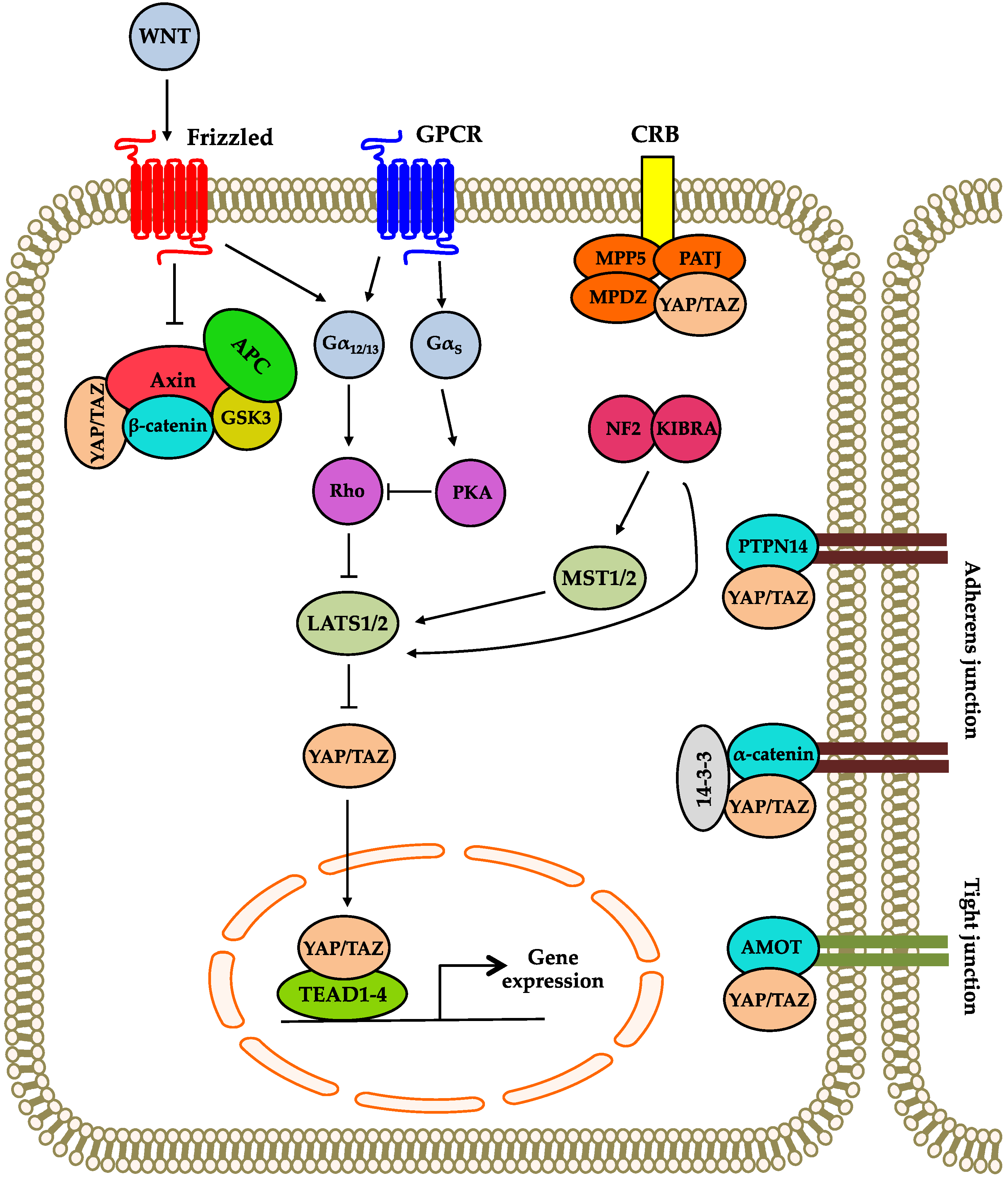 Genes 07 00055 g002