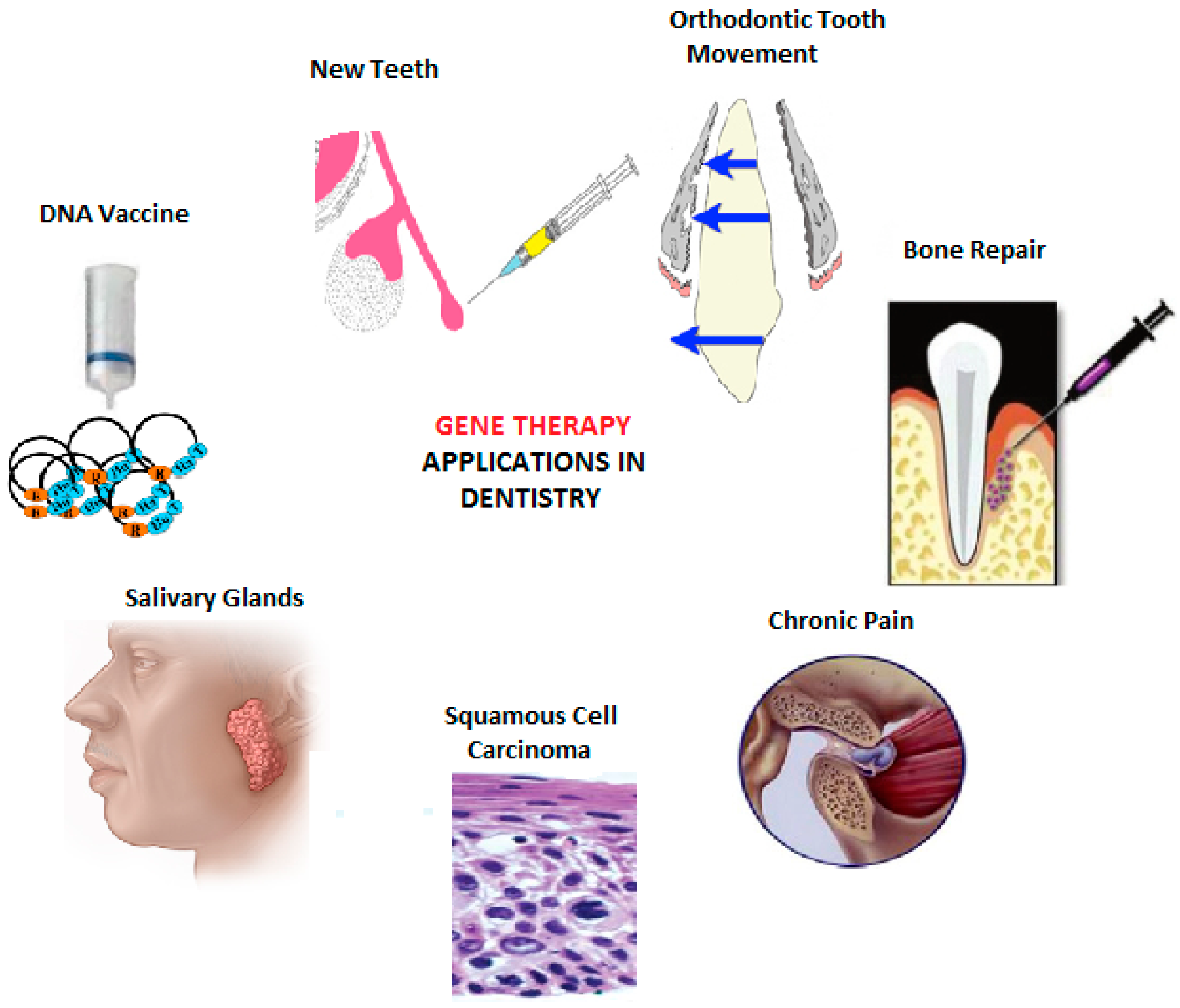 Genes 07 00098 g002
