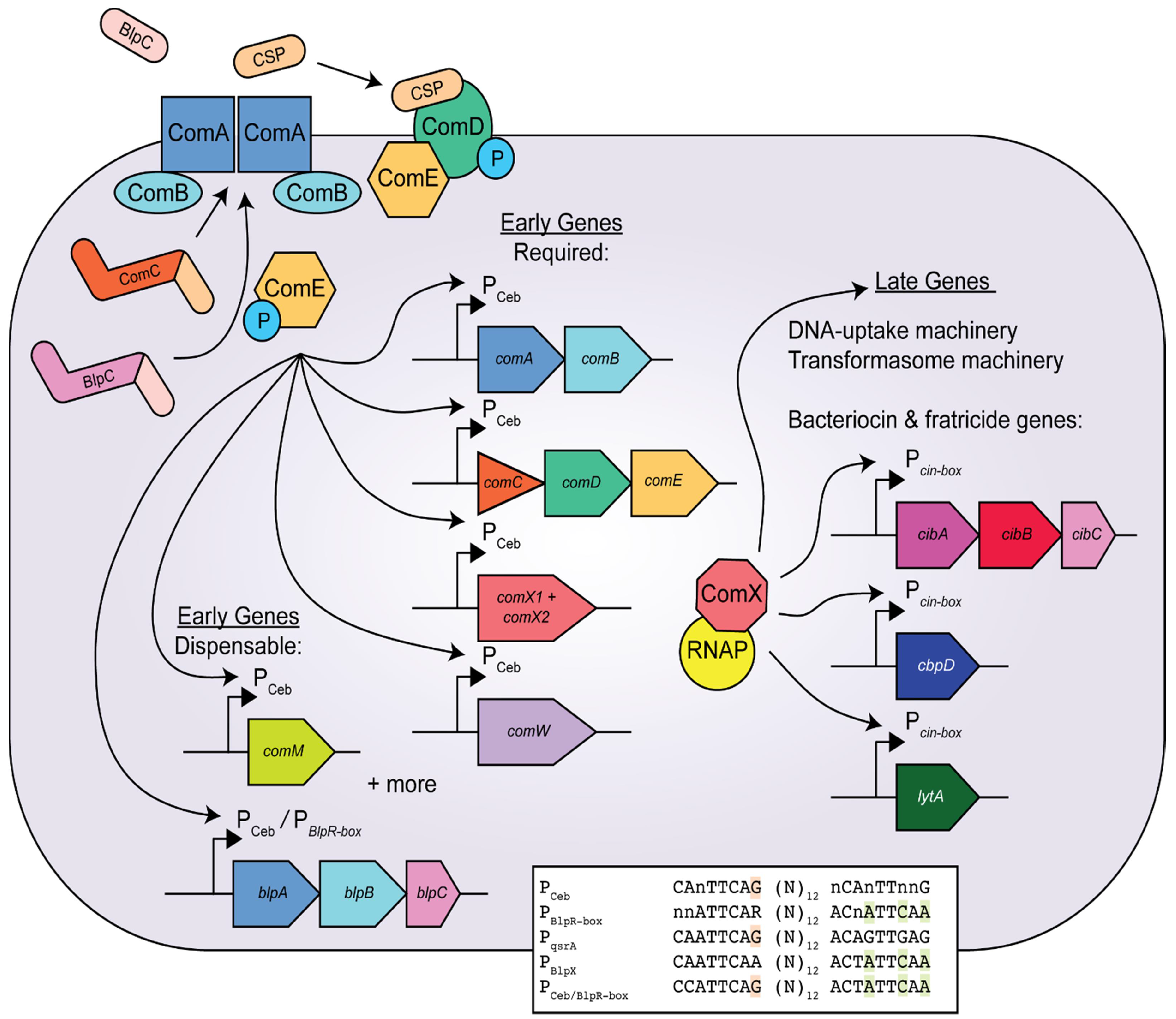Genes 08 00015 g001