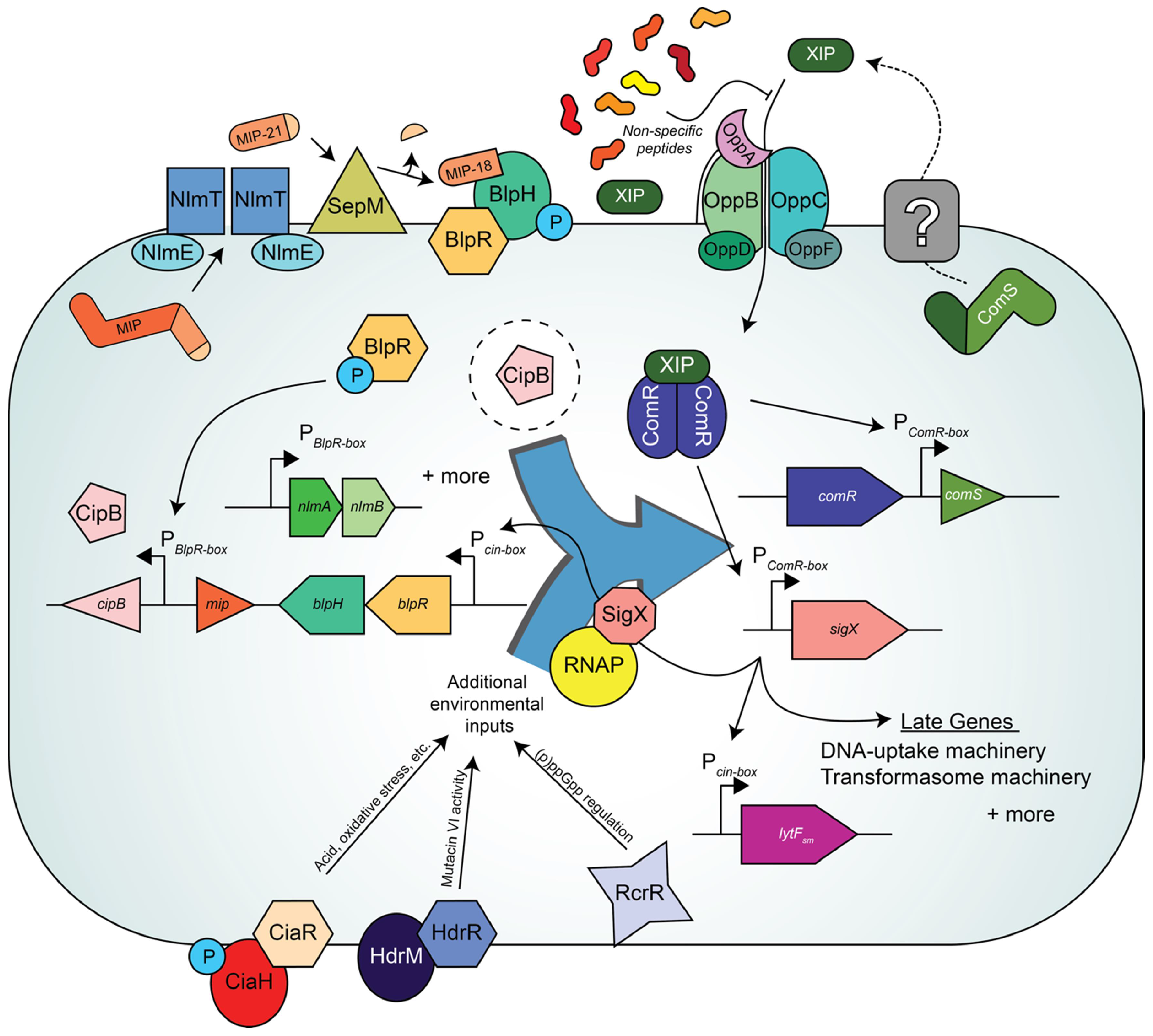 Genes 08 00015 g002