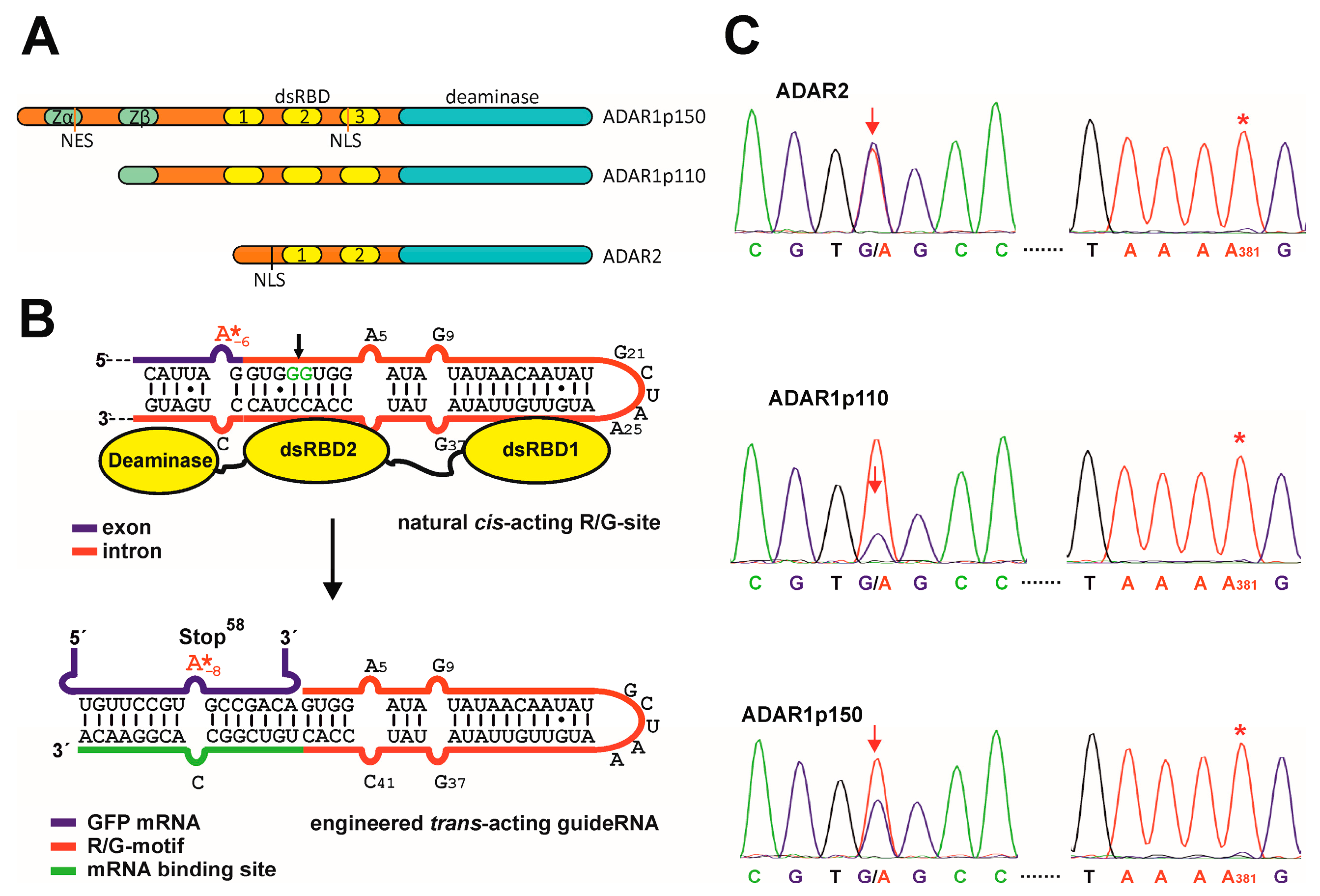 Genes 08 00034 g001