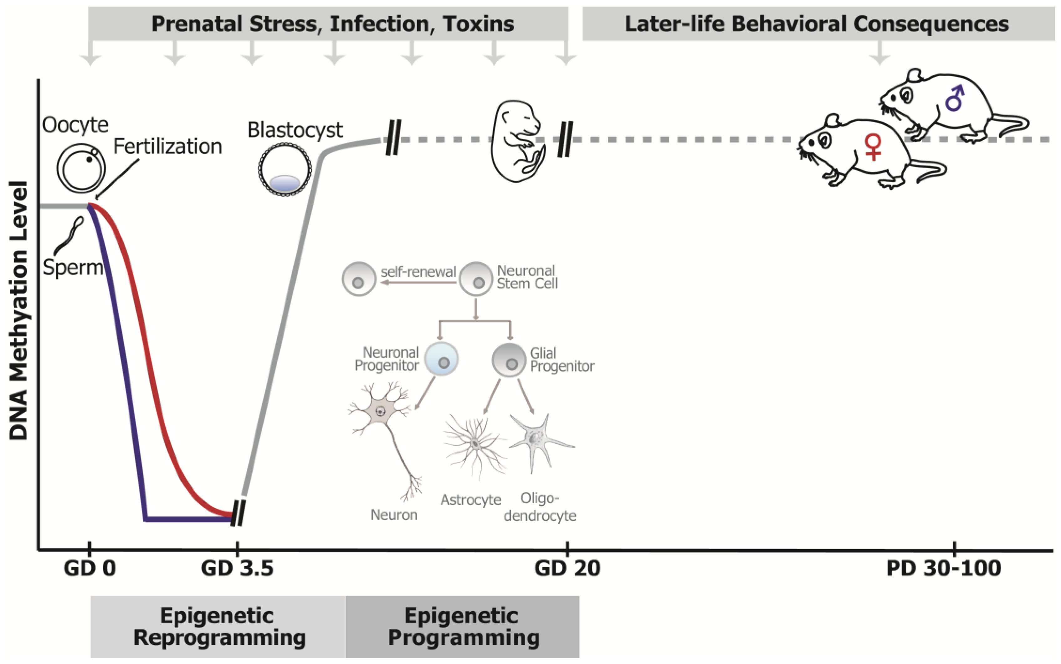 Genes 08 00104 g001