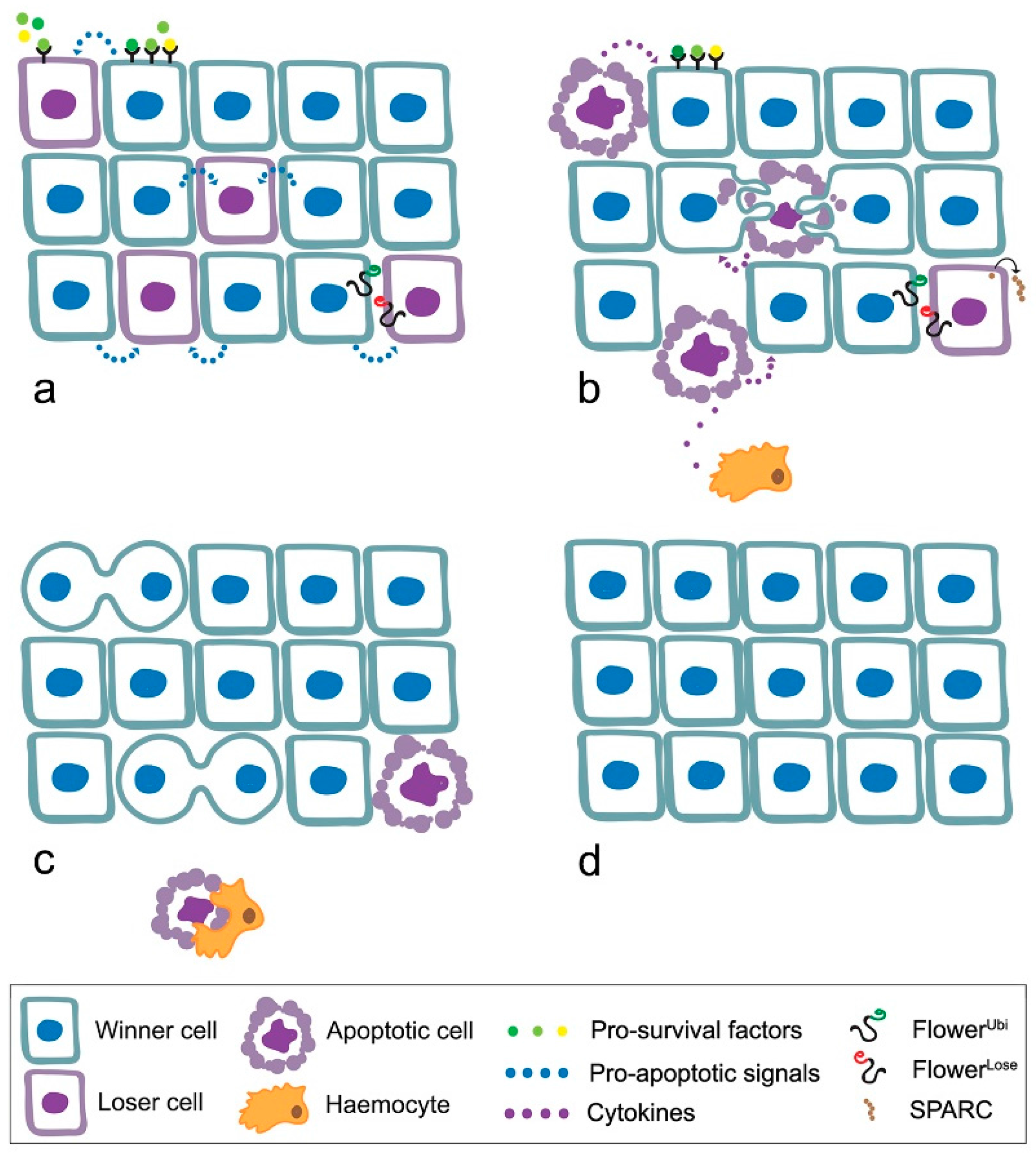 Genes 08 00120 g001