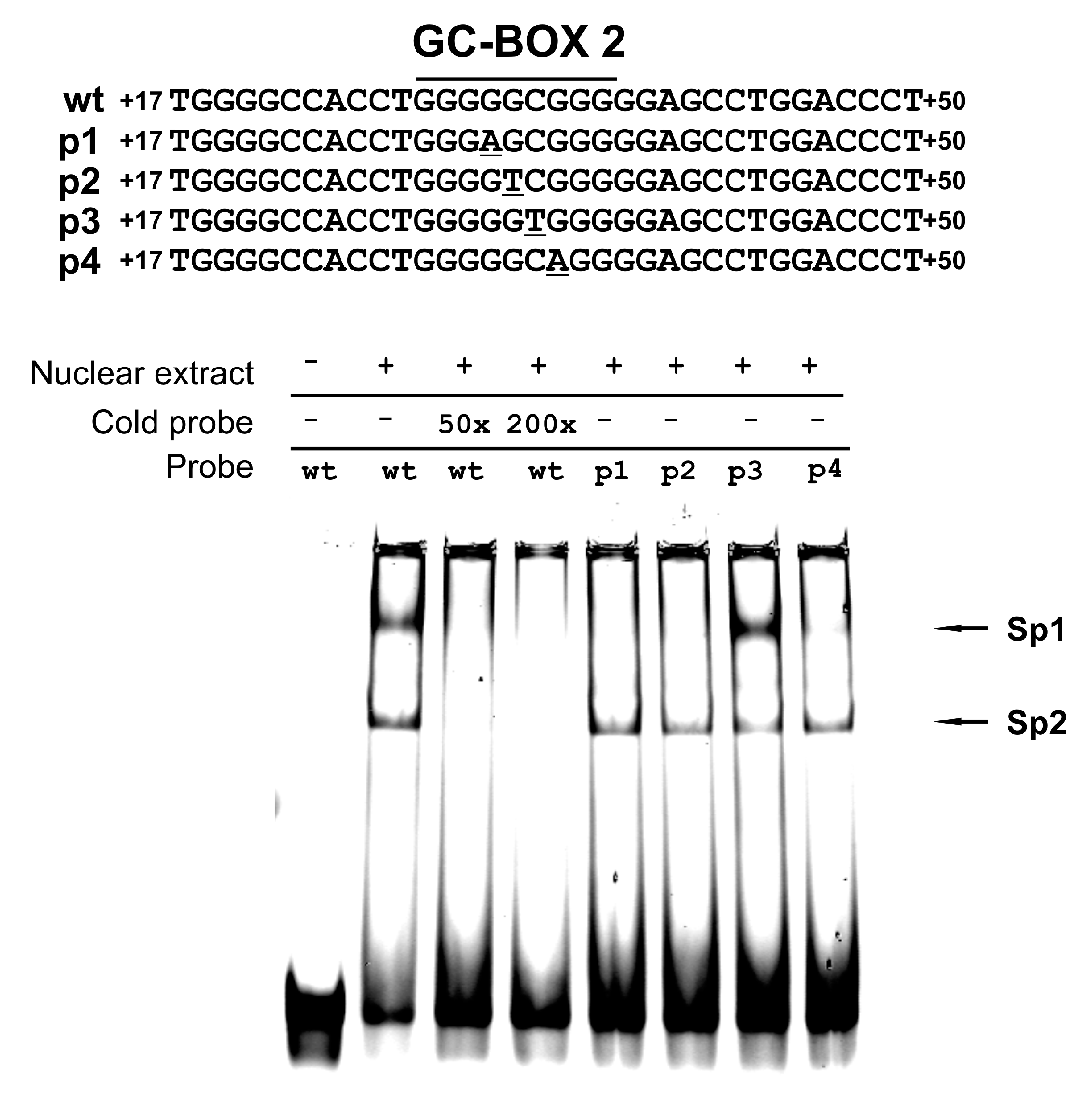 Genes 08 00126 g003