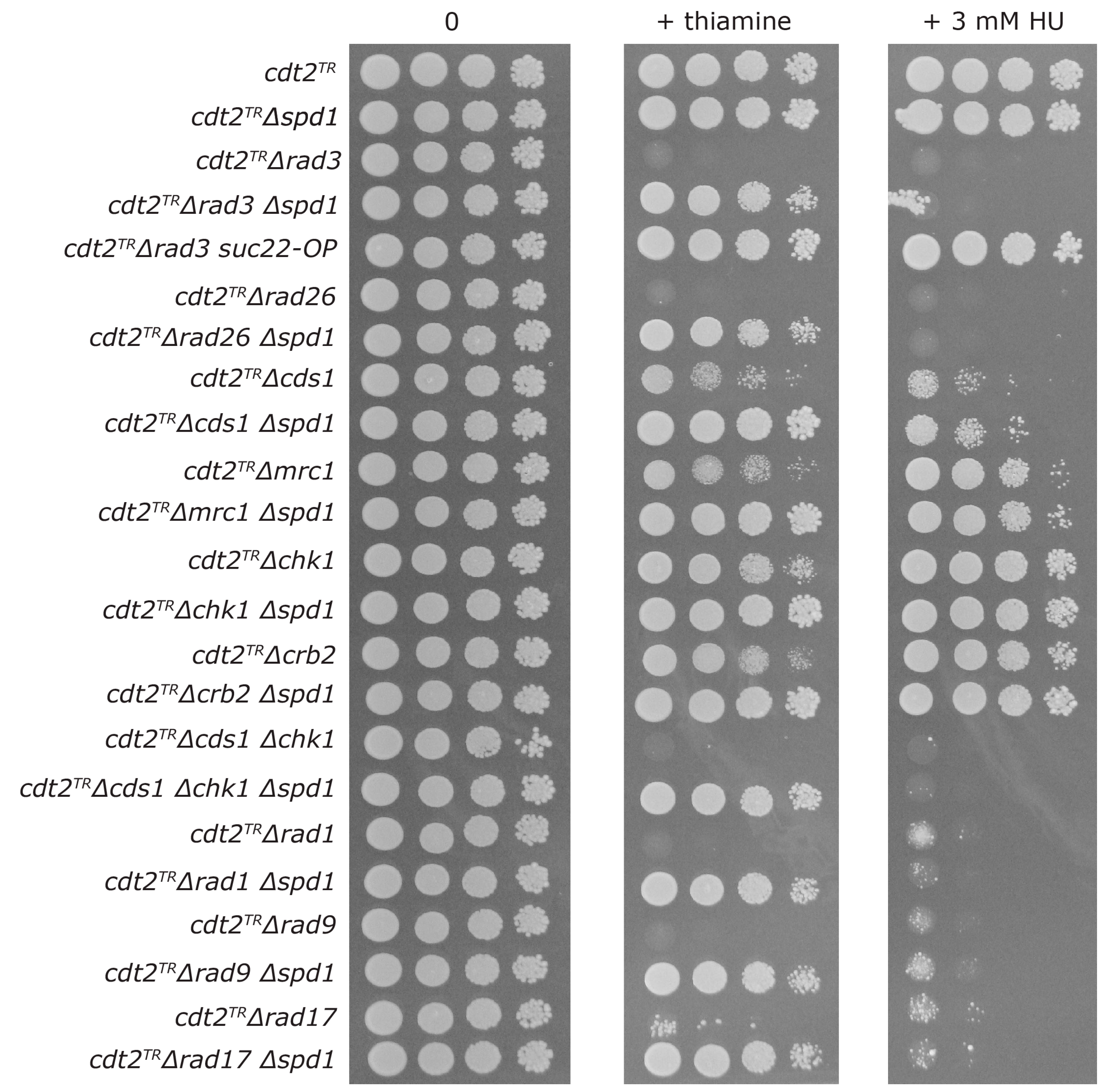 Genes 08 00128 g003 Genes 08 00128 g003