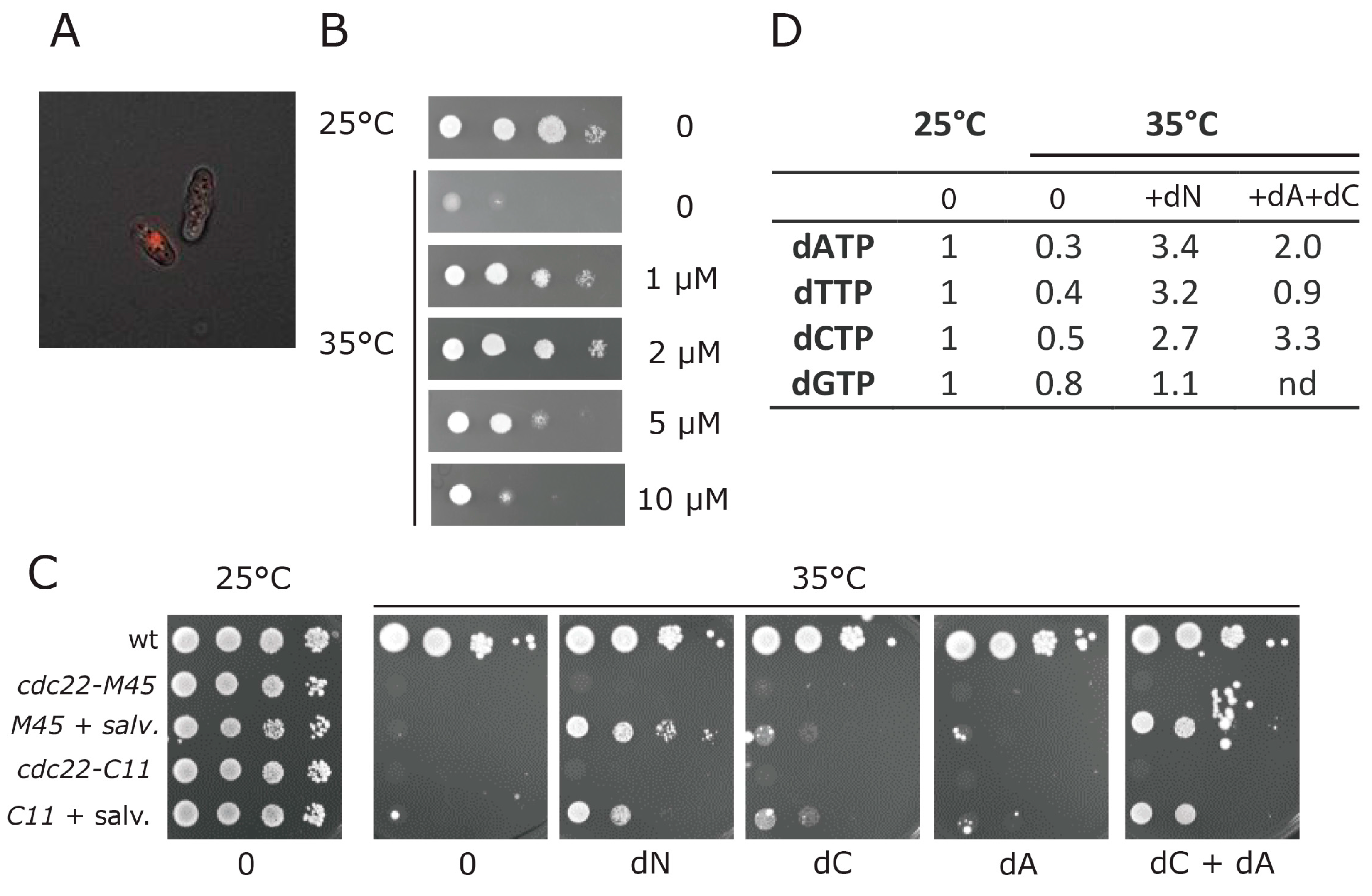Genes 08 00128 g004 Genes 08 00128 g004