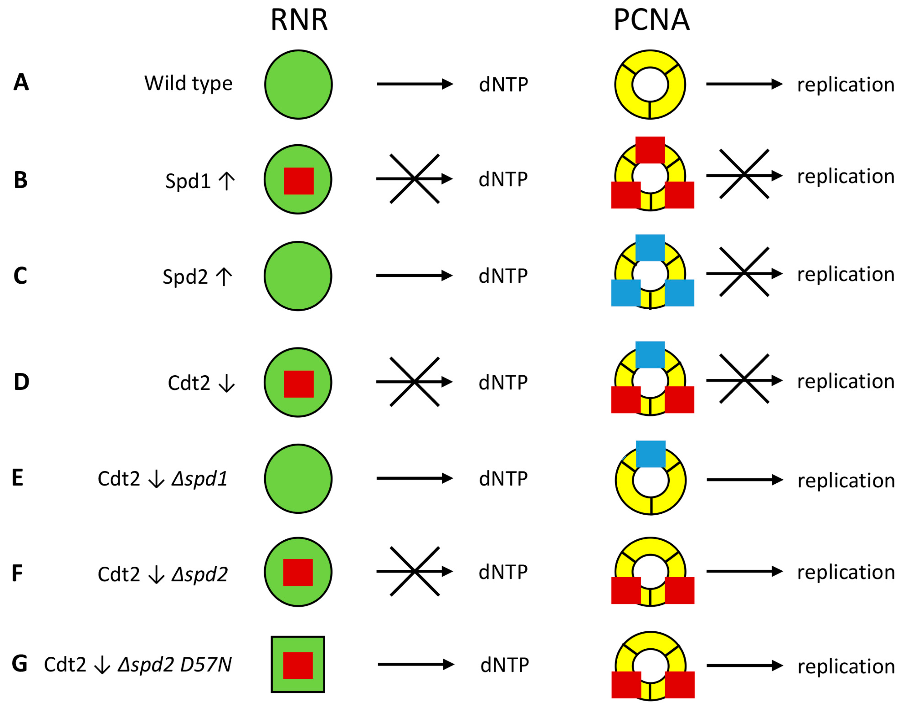 Genes 08 00128 g006 Genes 08 00128 g006