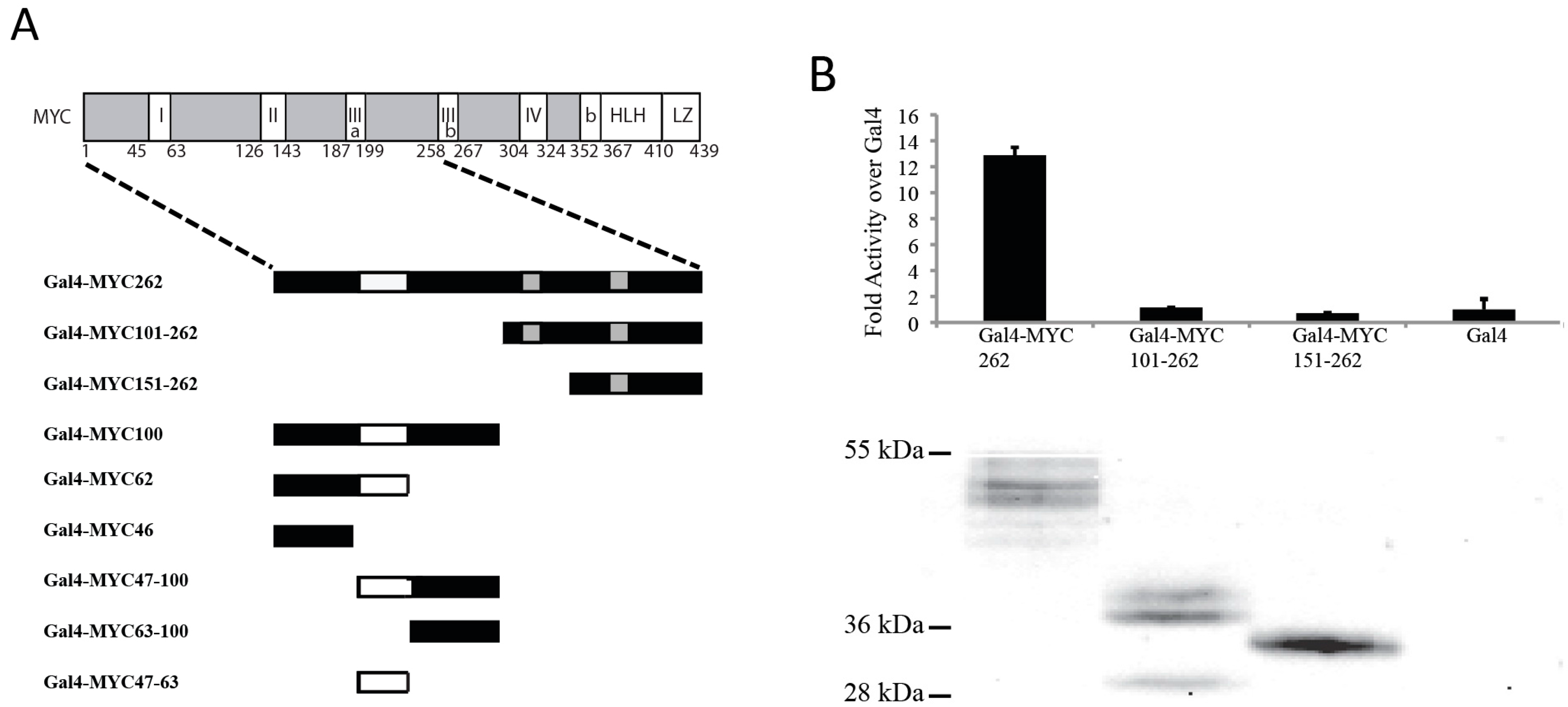 Genes 08 00134 g001a Genes 08 00134 g001a