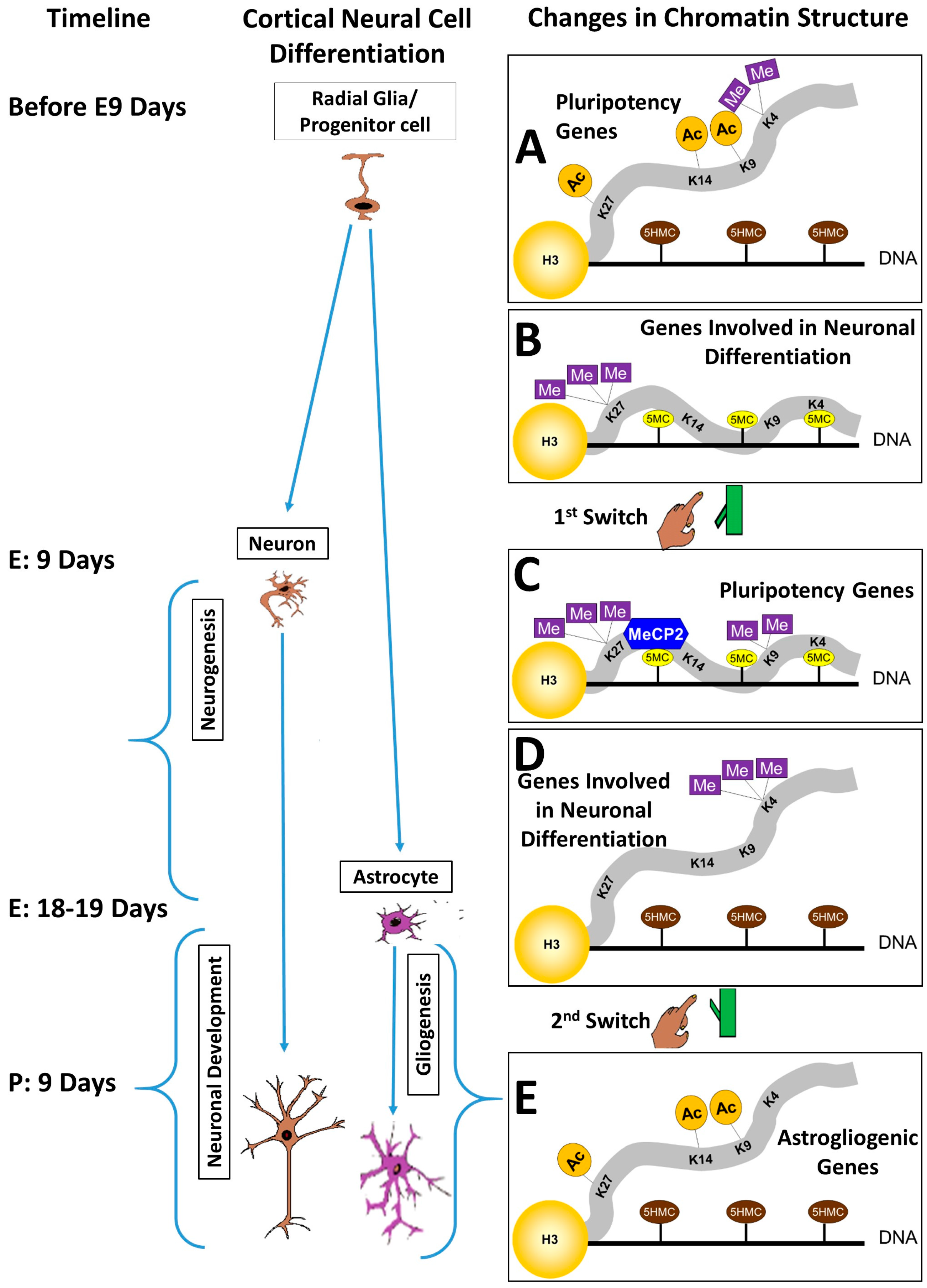 Genes 08 00137 g001 Genes 08 00137 g001