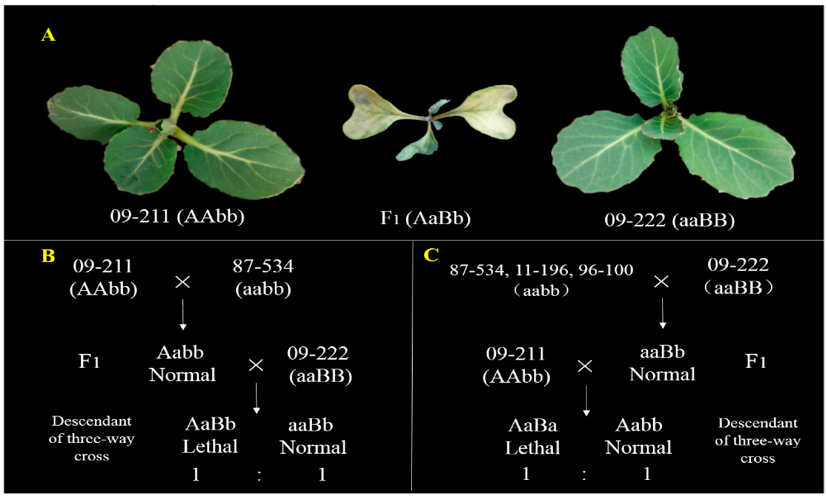 Genes 08 00147 g001