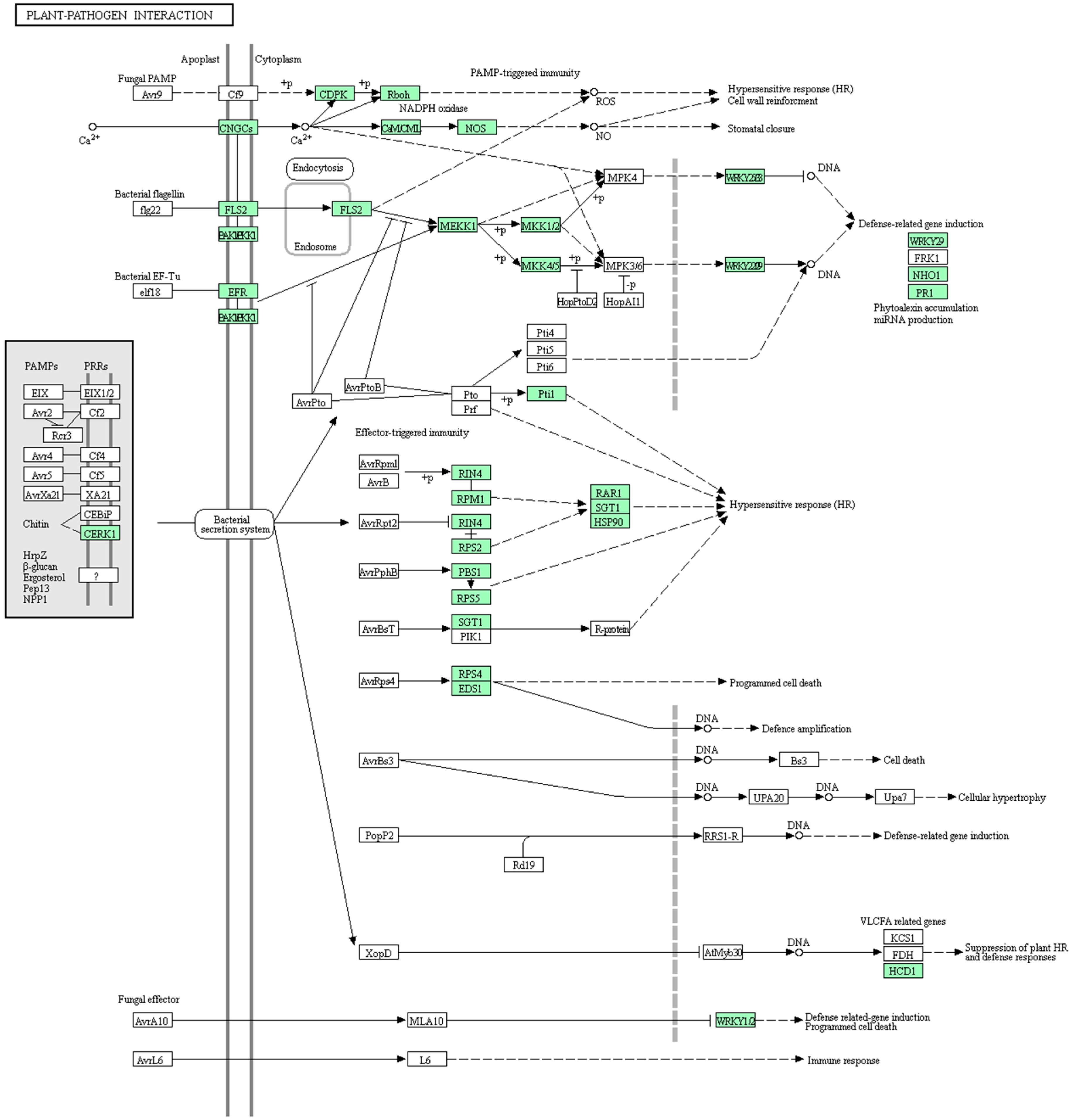 Genes 08 00147 g005