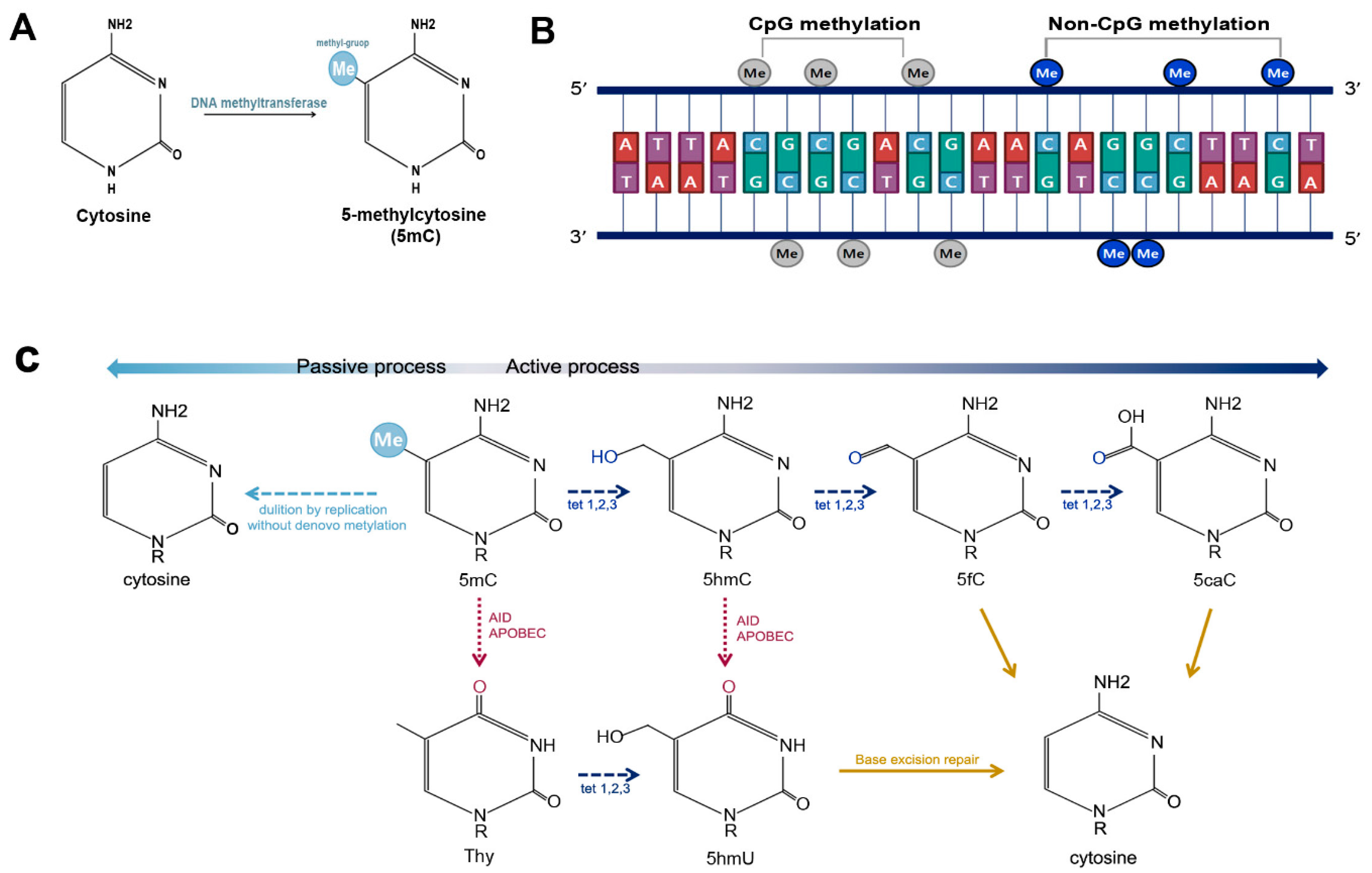 Genes 08 00148 g001