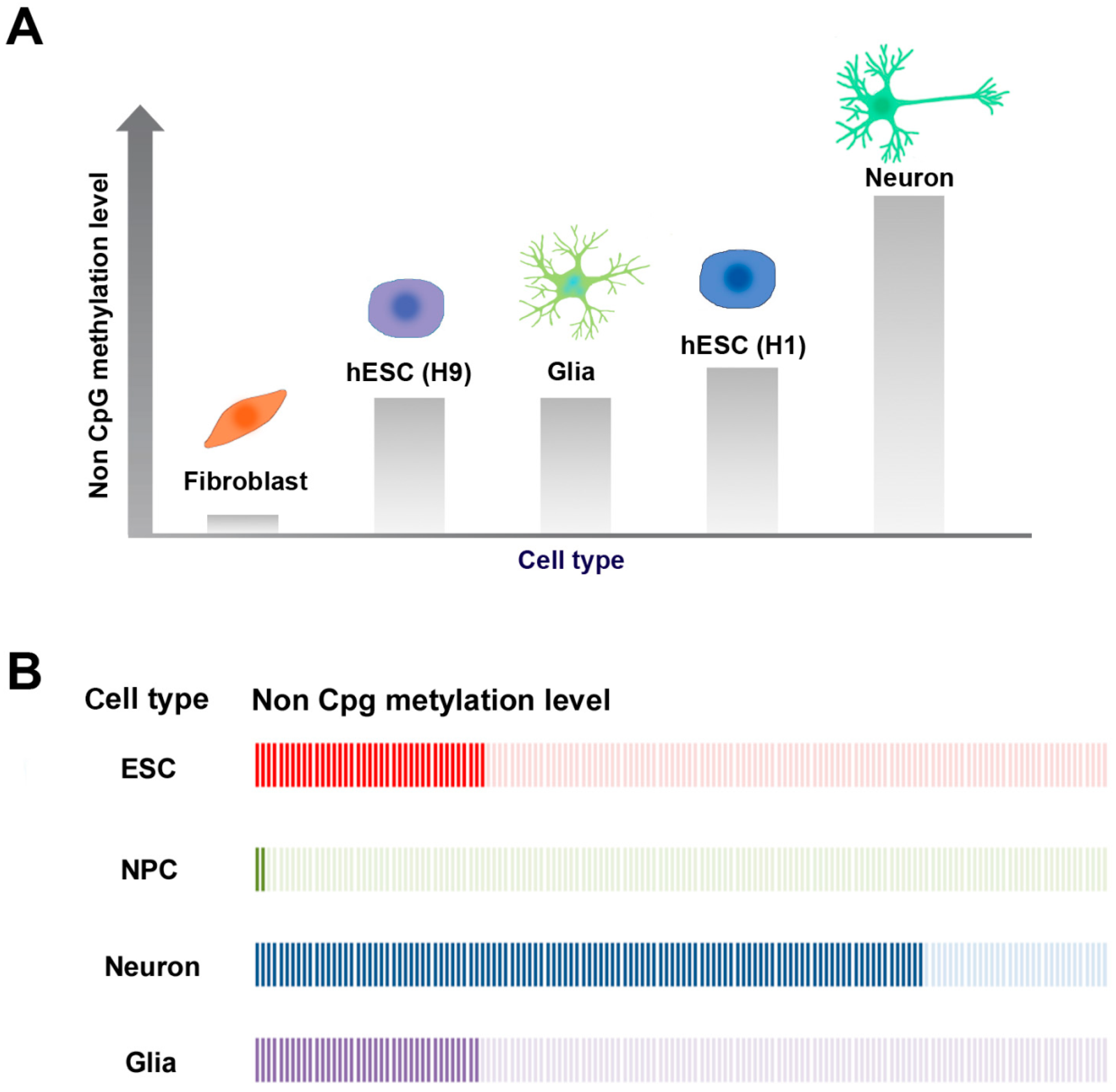 Genes 08 00148 g002