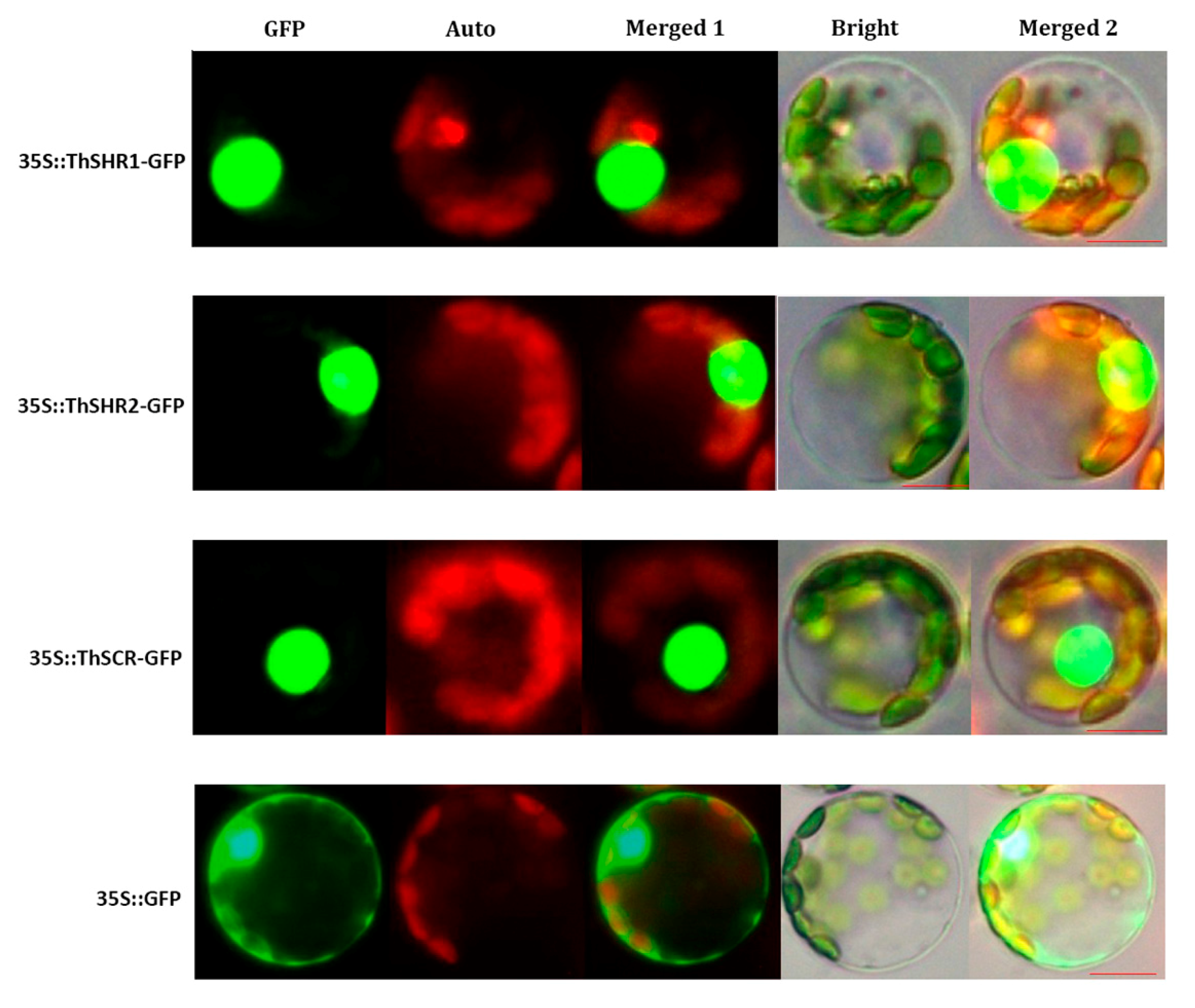 Genes 08 00185 g006 Genes 08 00185 g006