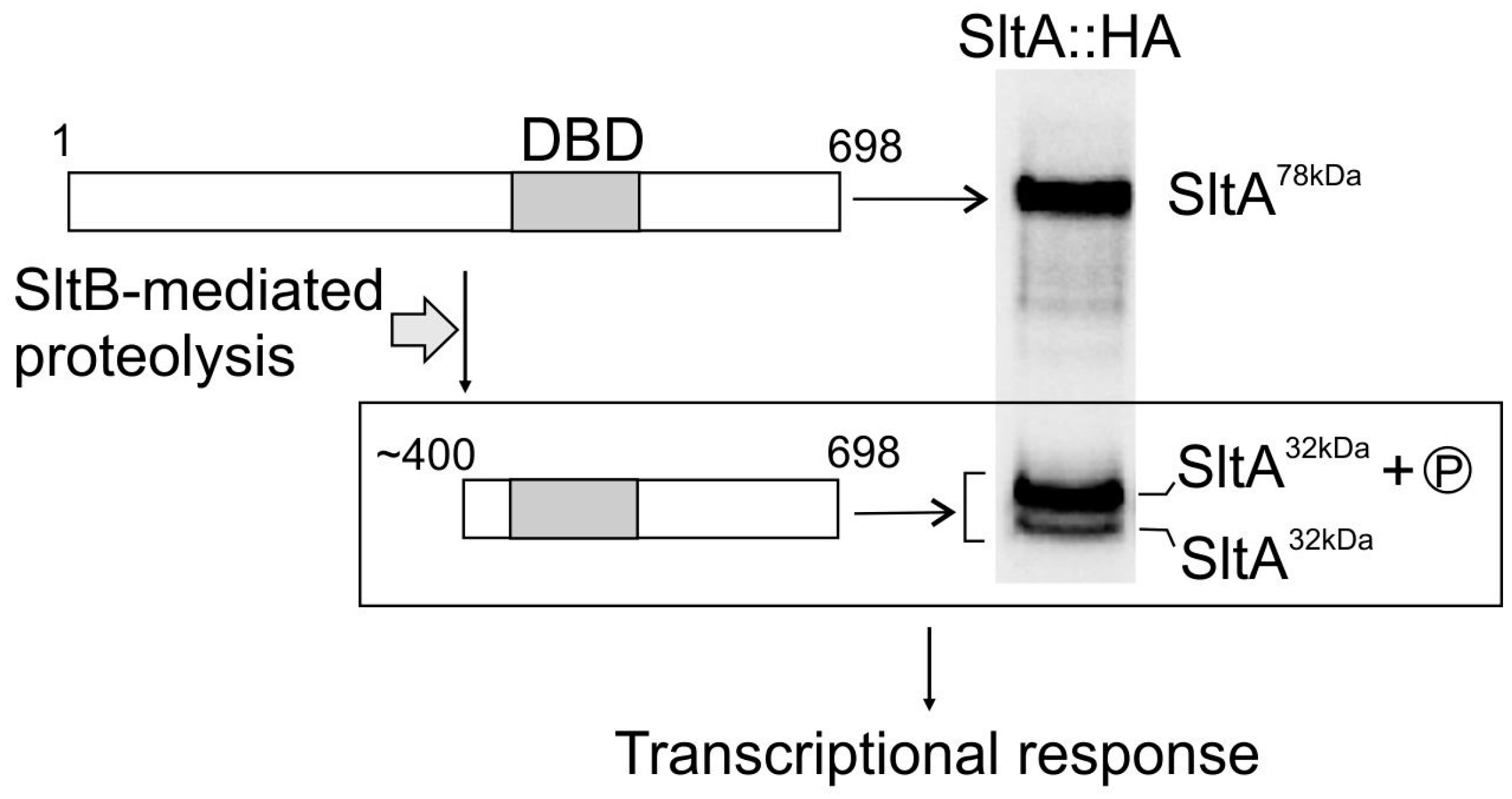 Genes 08 00188 g001 Genes 08 00188 g001