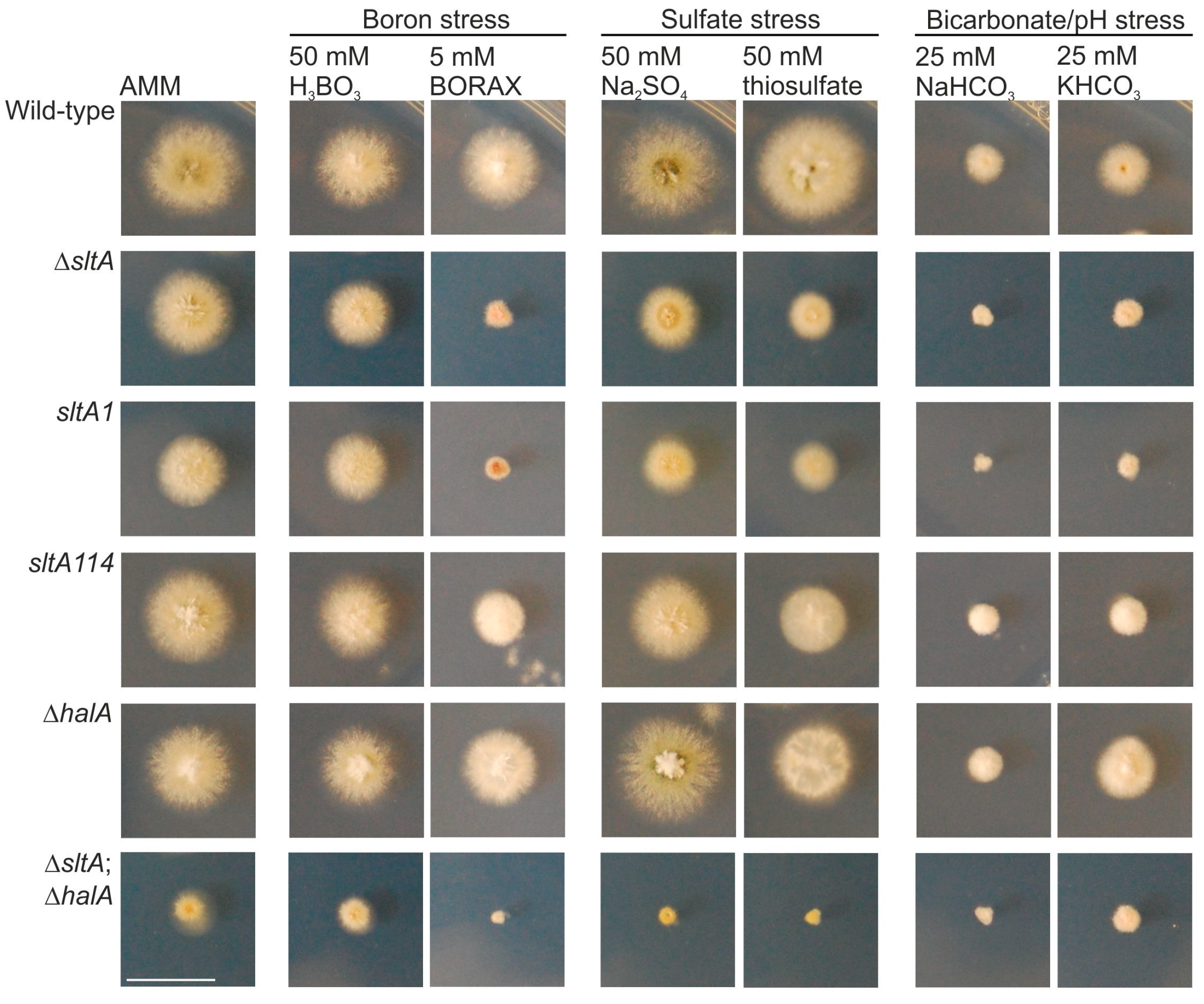Genes 08 00188 g002 Genes 08 00188 g002