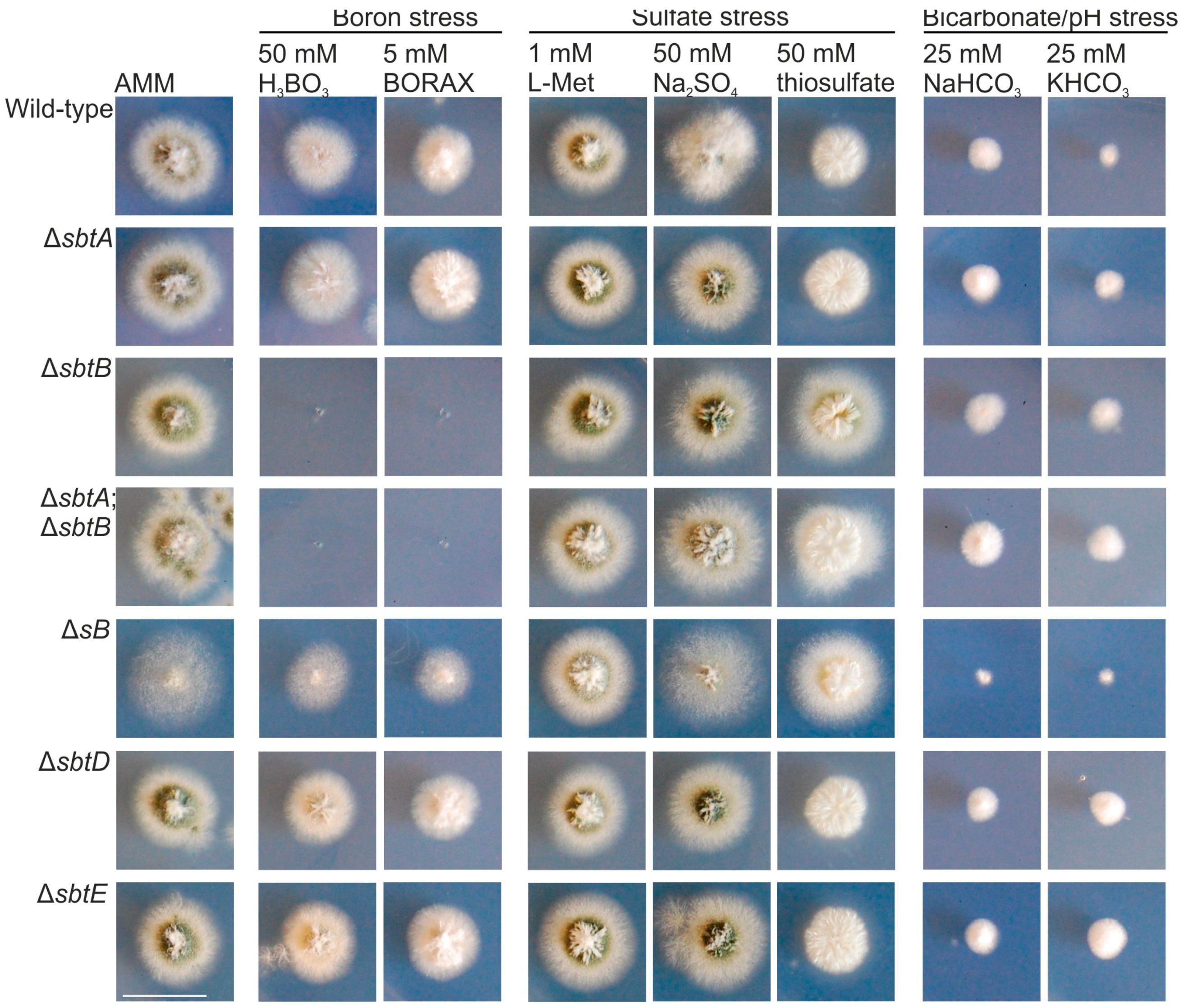 Genes 08 00188 g004 Genes 08 00188 g004