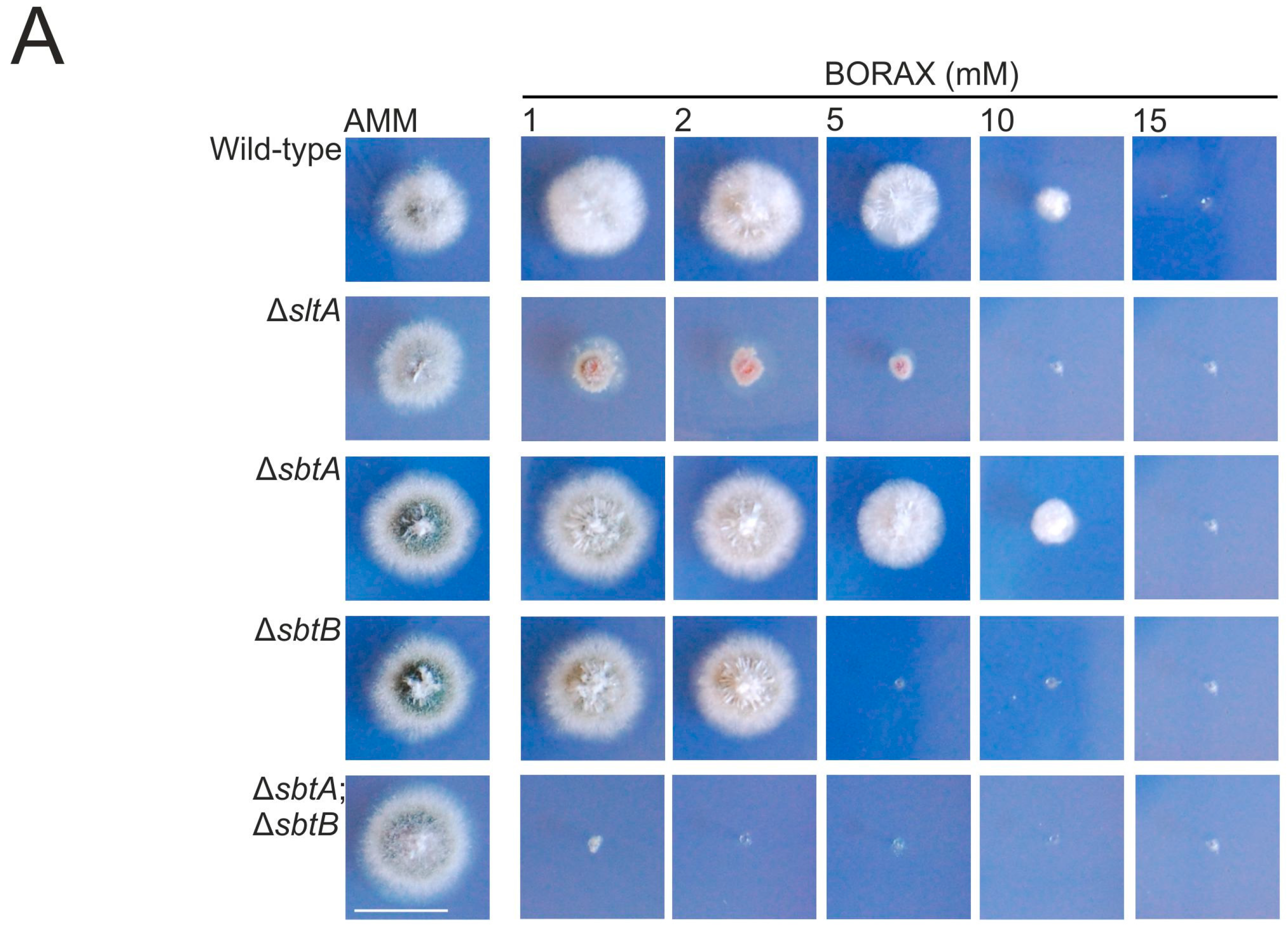 Genes 08 00188 g005a Genes 08 00188 g005a
