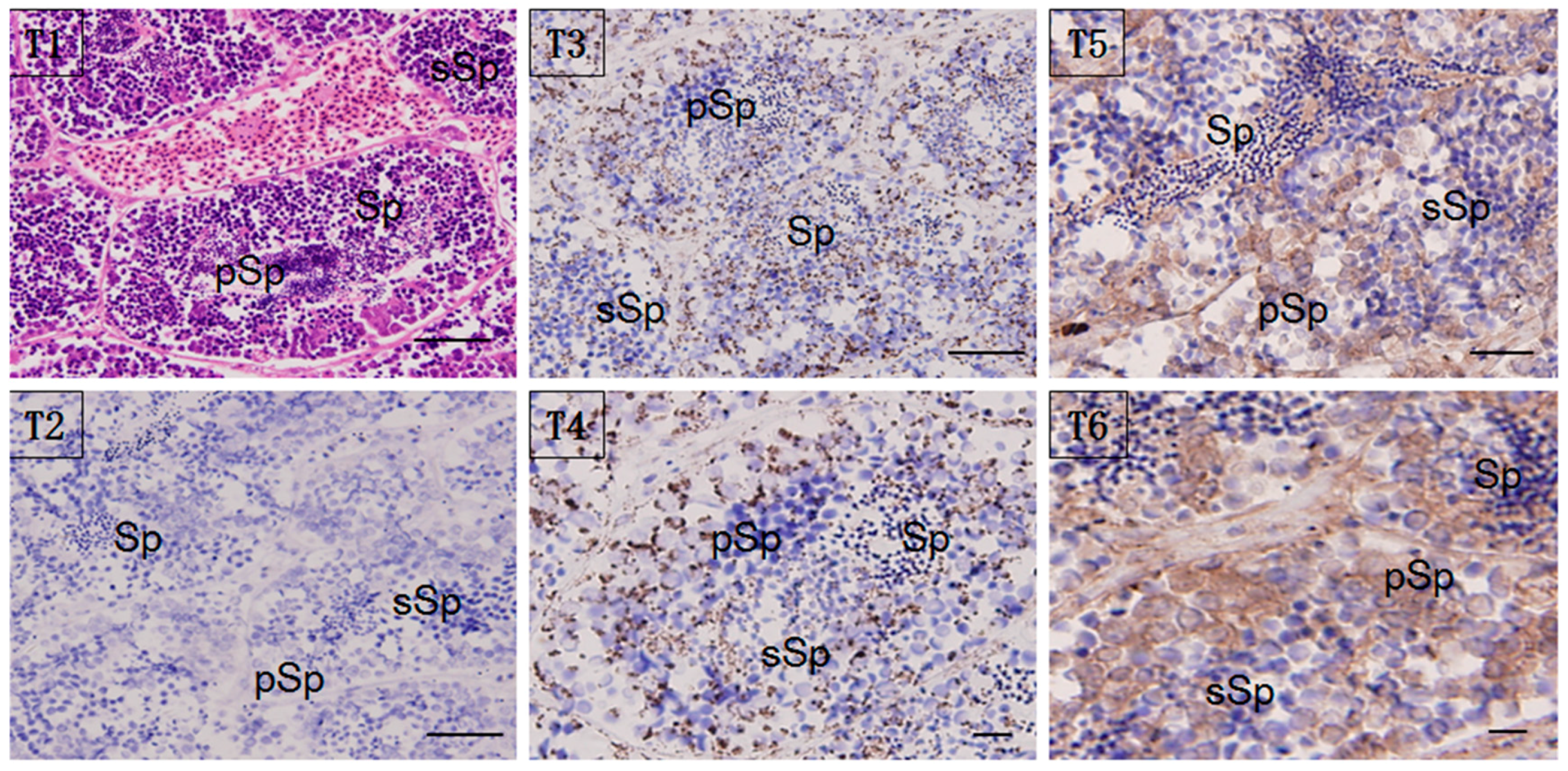 Genes 08 00189 g005 Genes 08 00189 g005