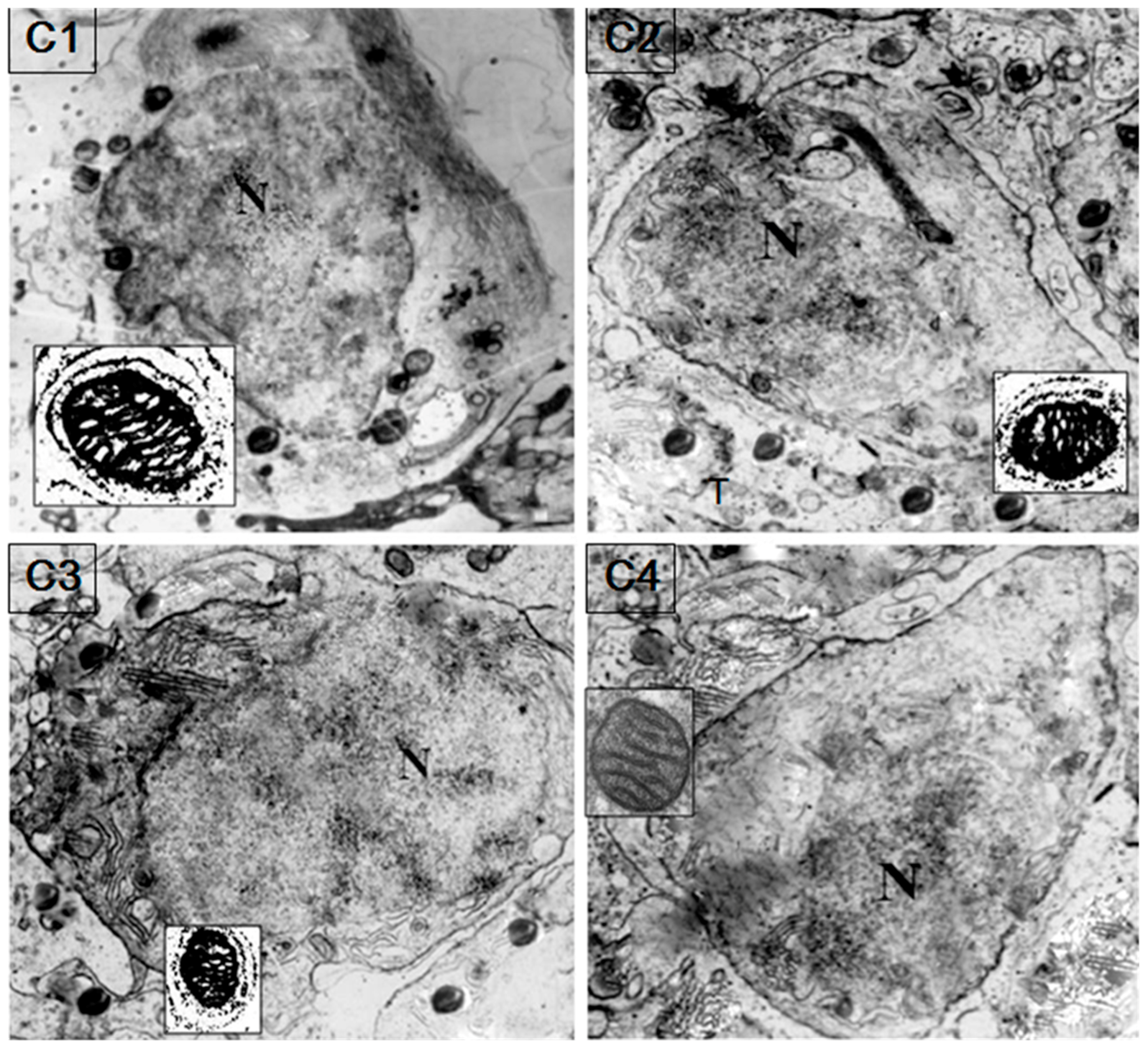 Genes 08 00189 g006 Genes 08 00189 g006