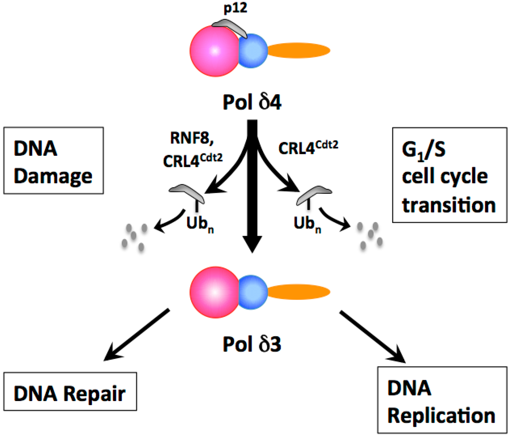 Genes 08 00190 g002 Genes 08 00190 g002