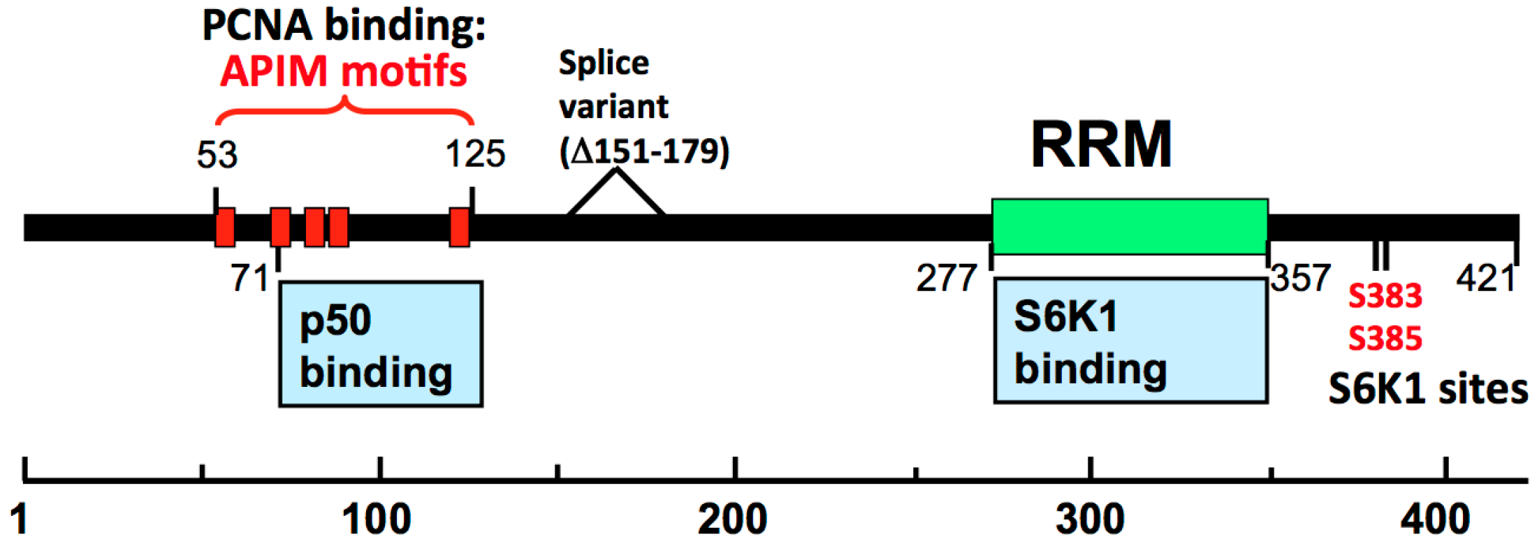 Genes 08 00190 g004 Genes 08 00190 g004