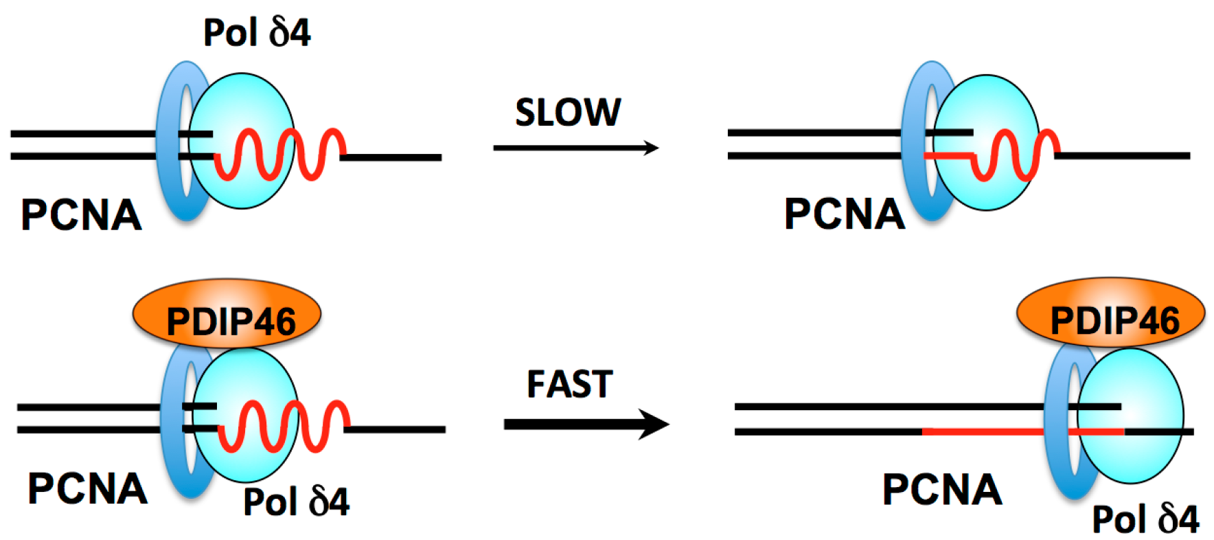 Genes 08 00190 g005 Genes 08 00190 g005
