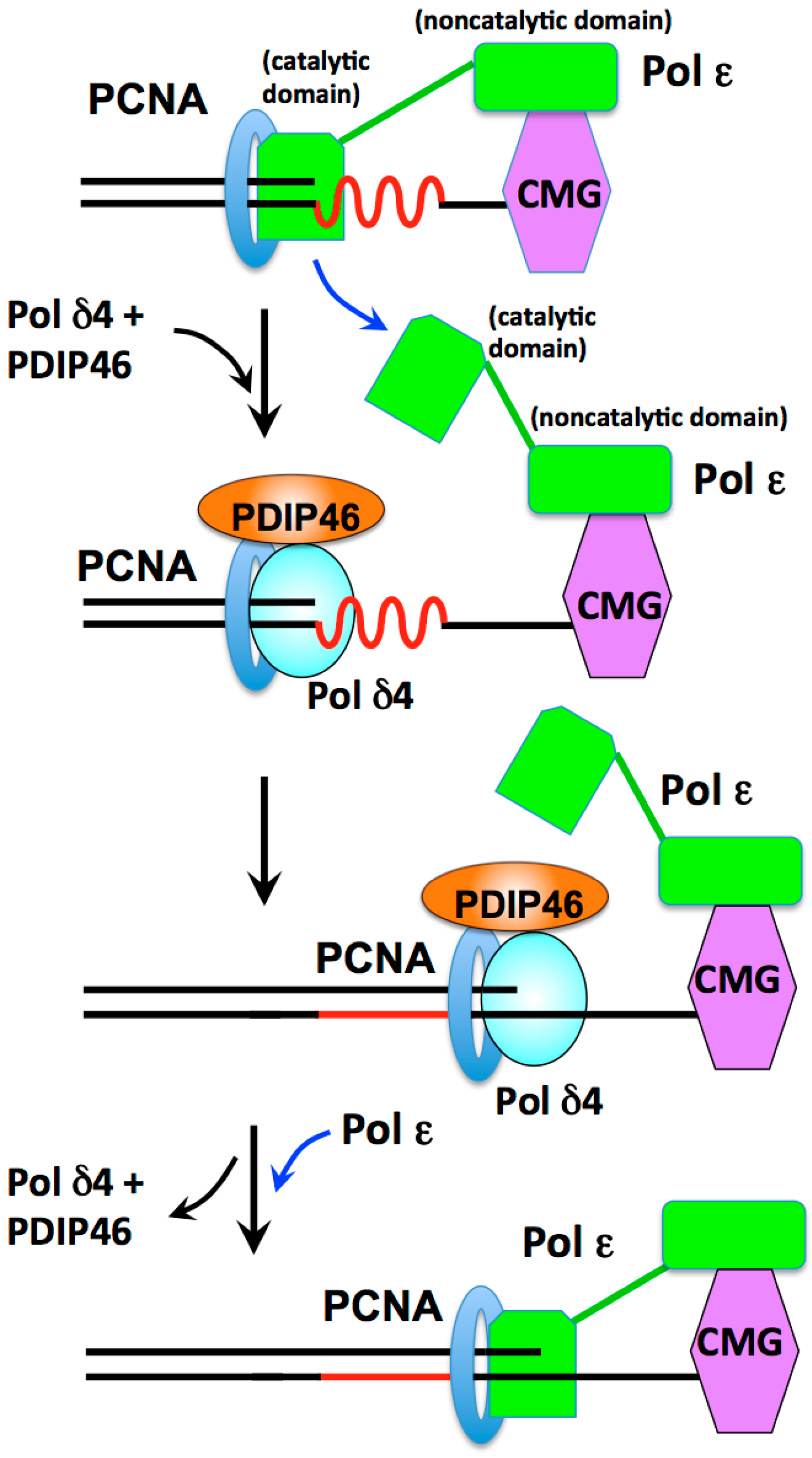 Genes 08 00190 g007 Genes 08 00190 g007