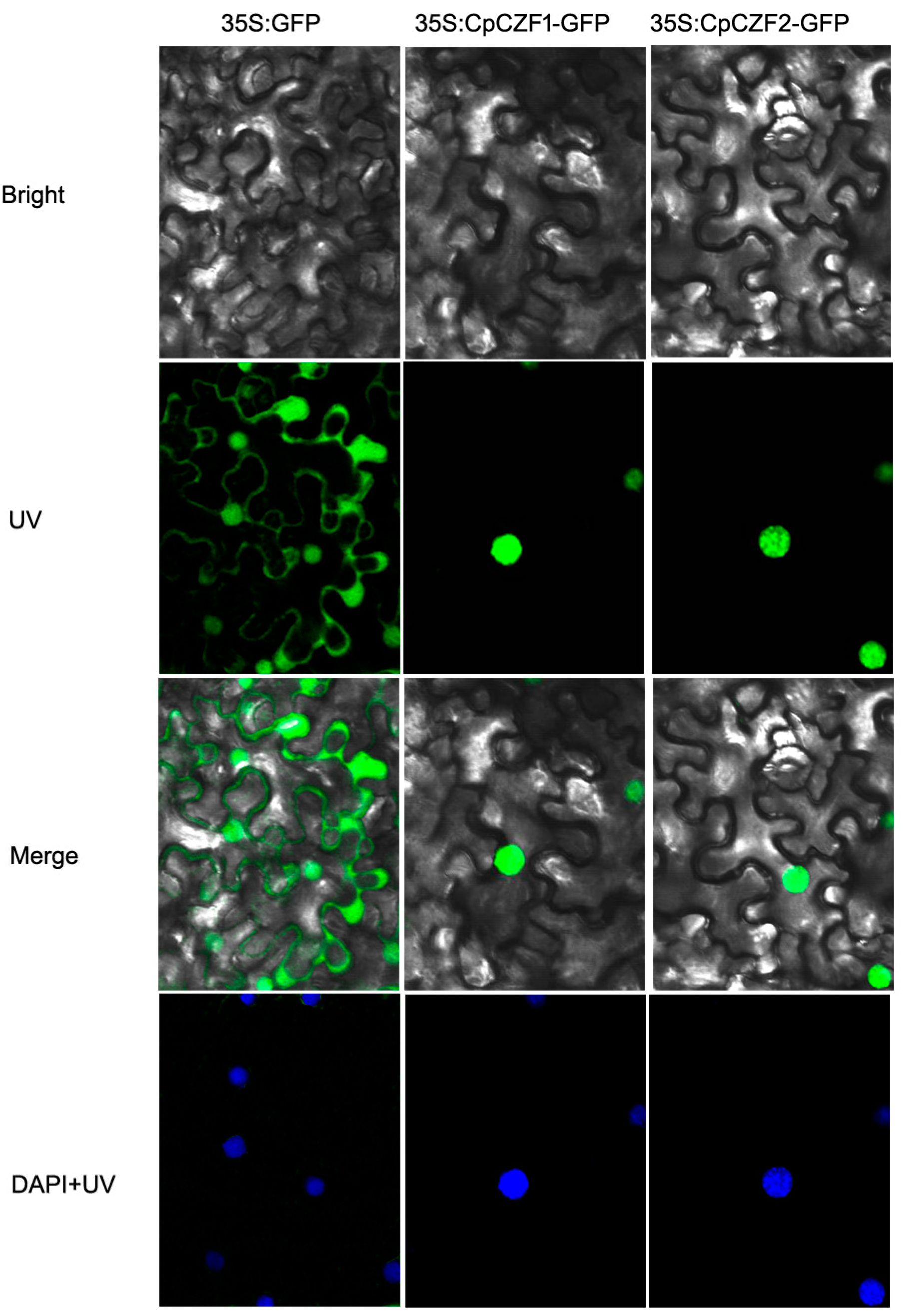 Genes 08 00199 g003 Genes 08 00199 g003