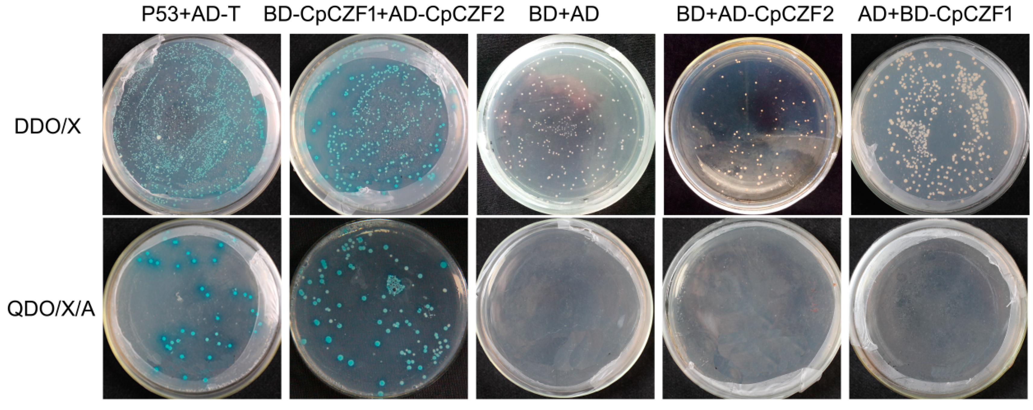 Genes 08 00199 g007 Genes 08 00199 g007