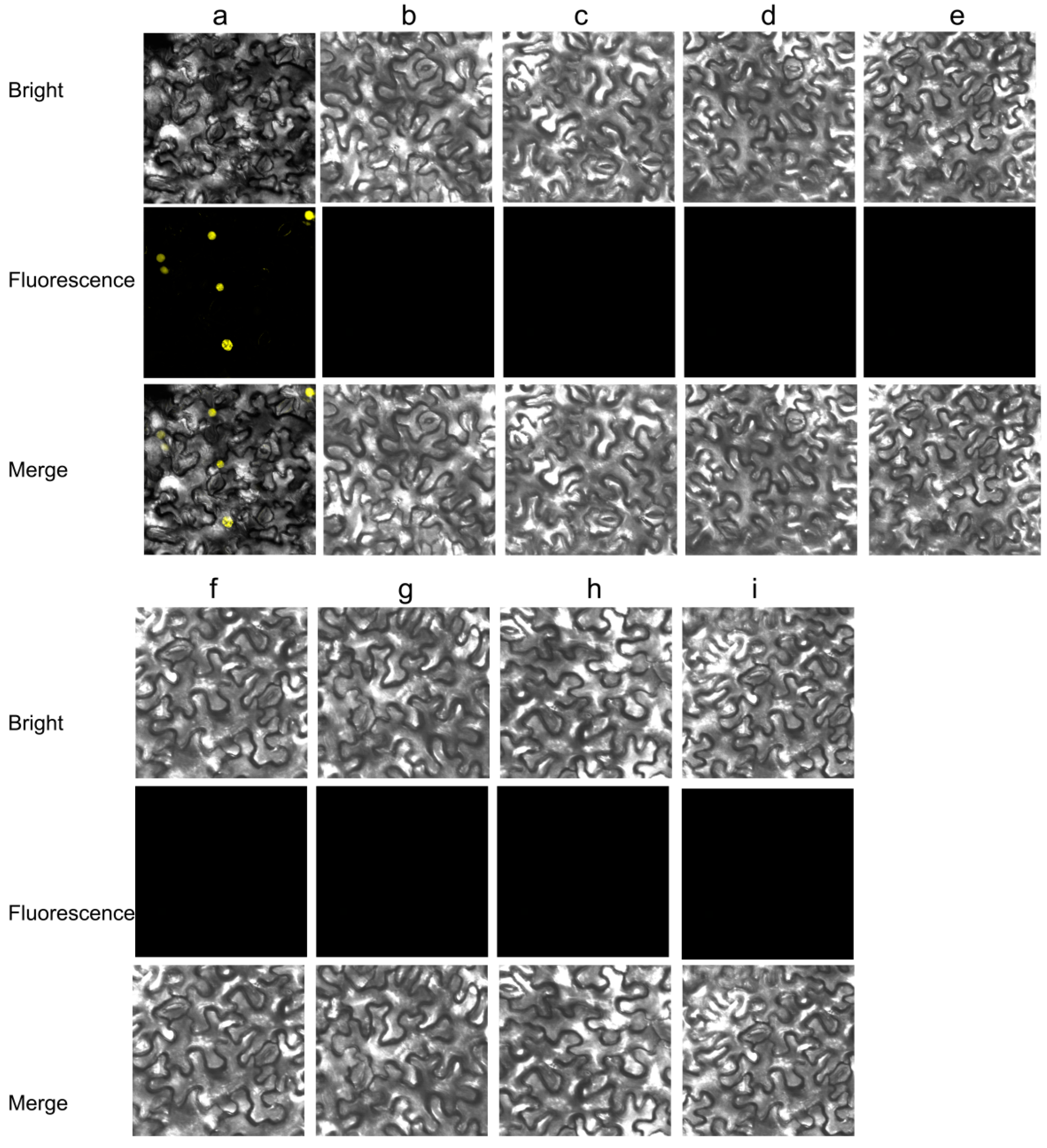 Genes 08 00199 g008 Genes 08 00199 g008