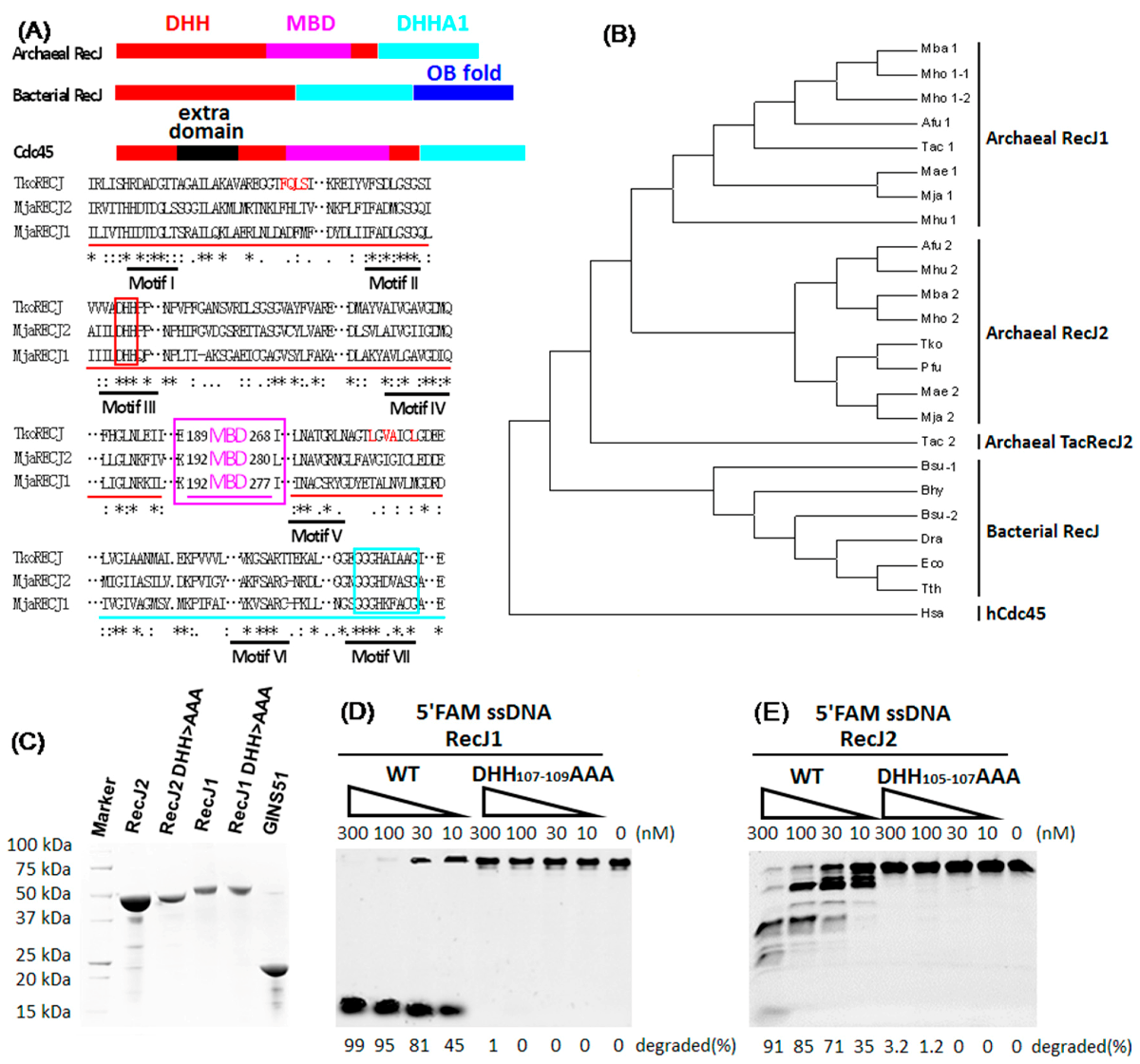 Genes 08 00211 g001