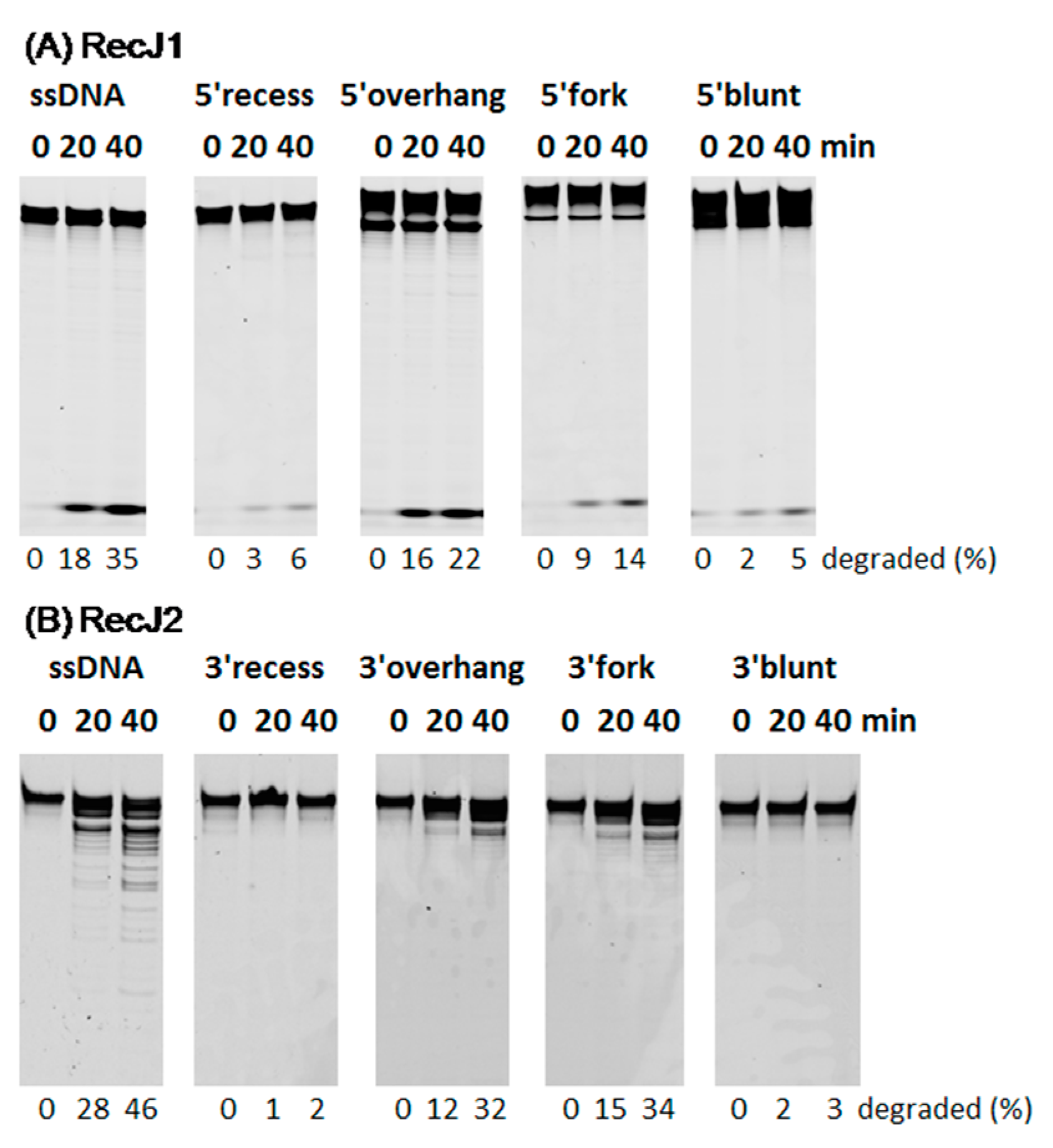 Genes 08 00211 g007