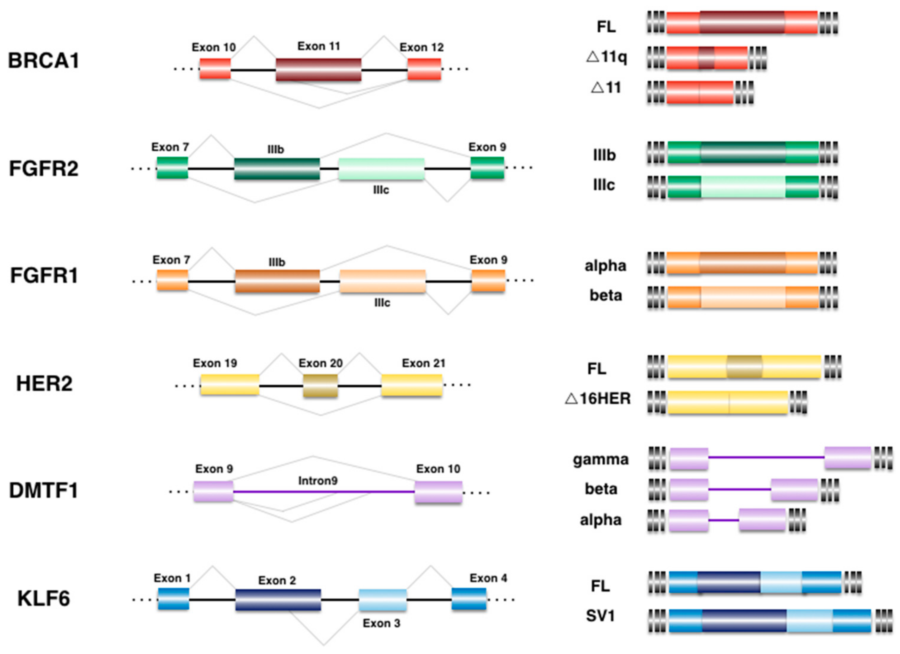 Genes 08 00217 g001 Genes 08 00217 g001