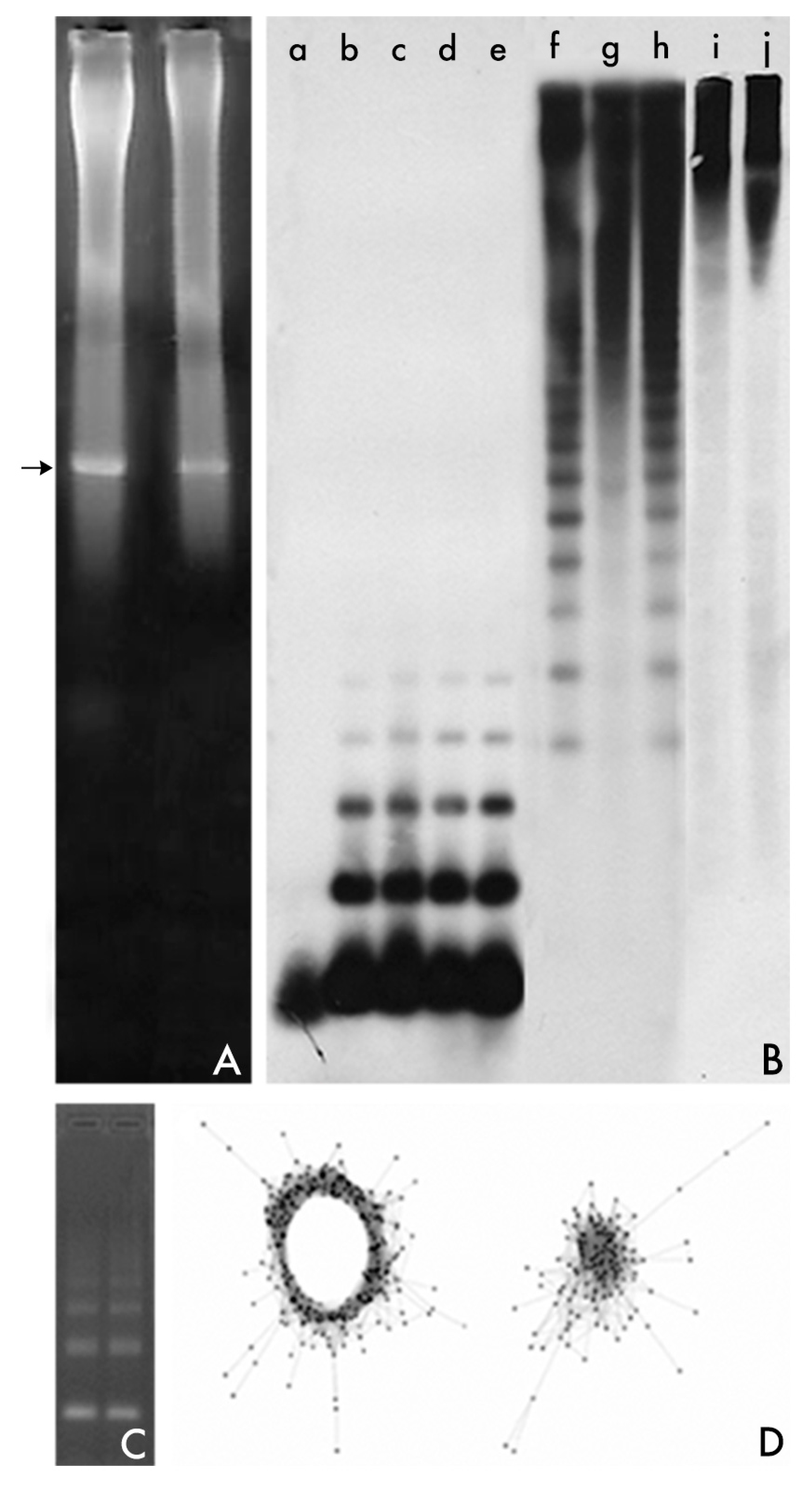 Genes 08 00230 g001