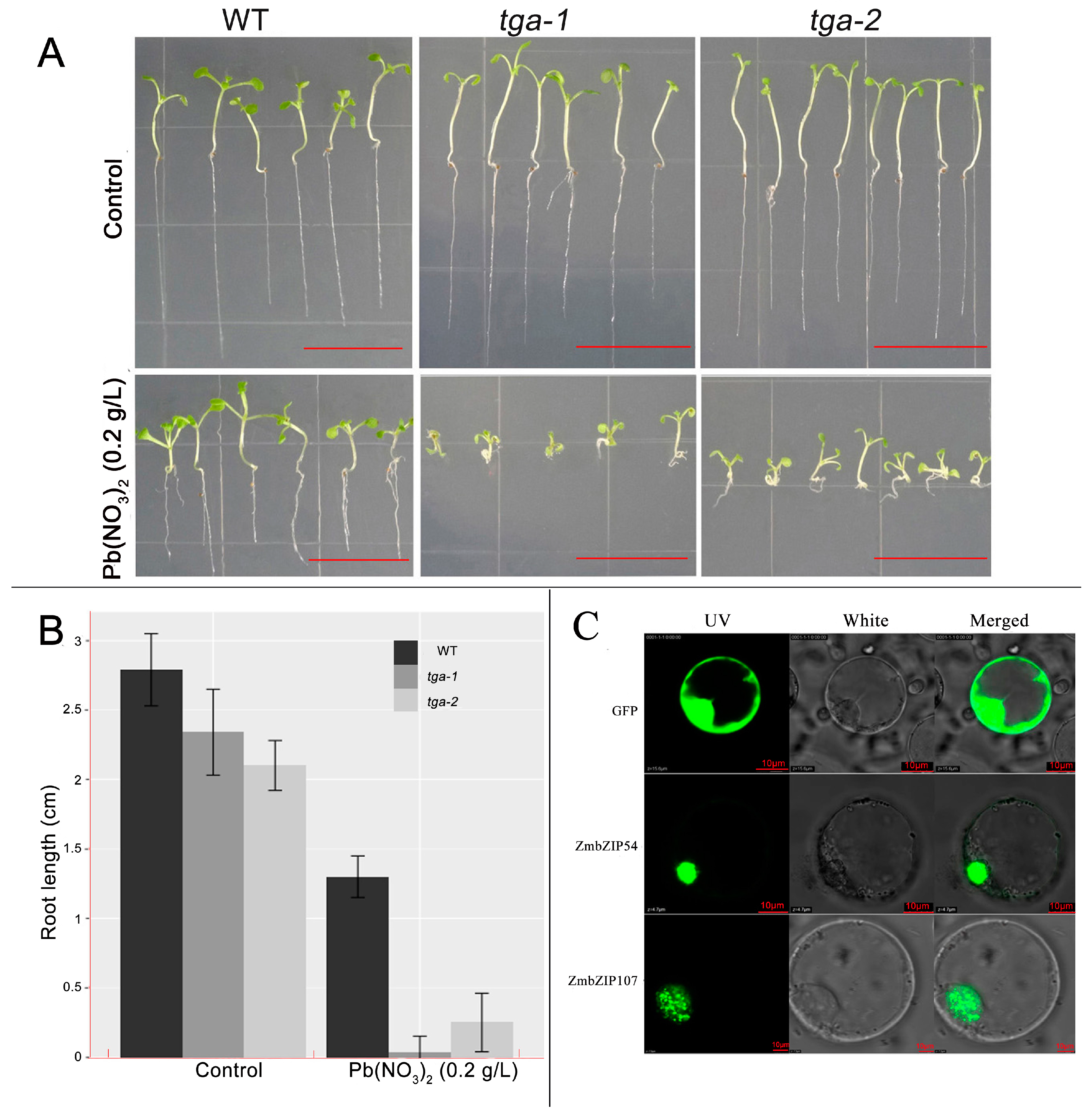 Genes 08 00231 g003 Genes 08 00231 g003