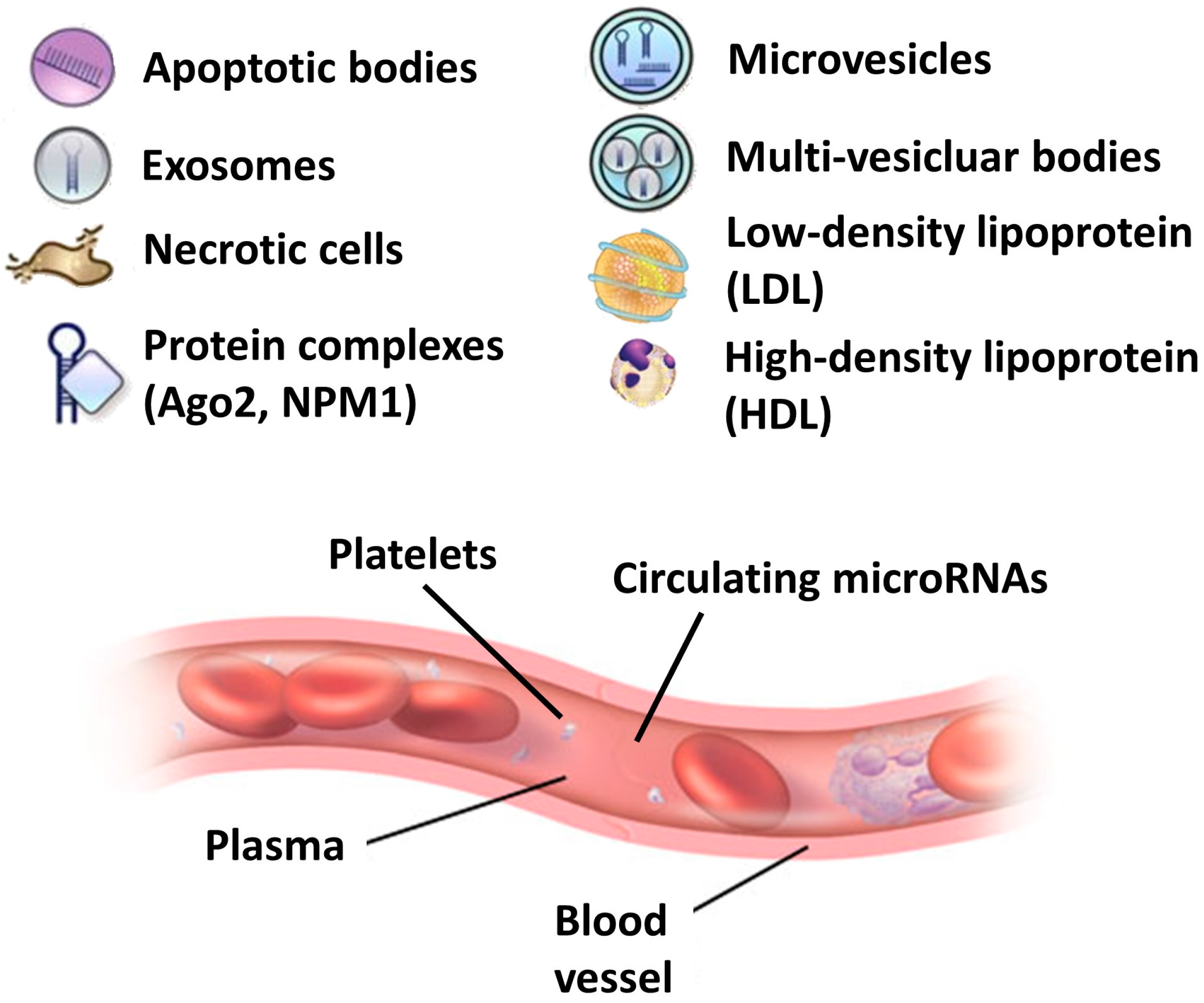 Genes 08 00234 g001 Genes 08 00234 g001