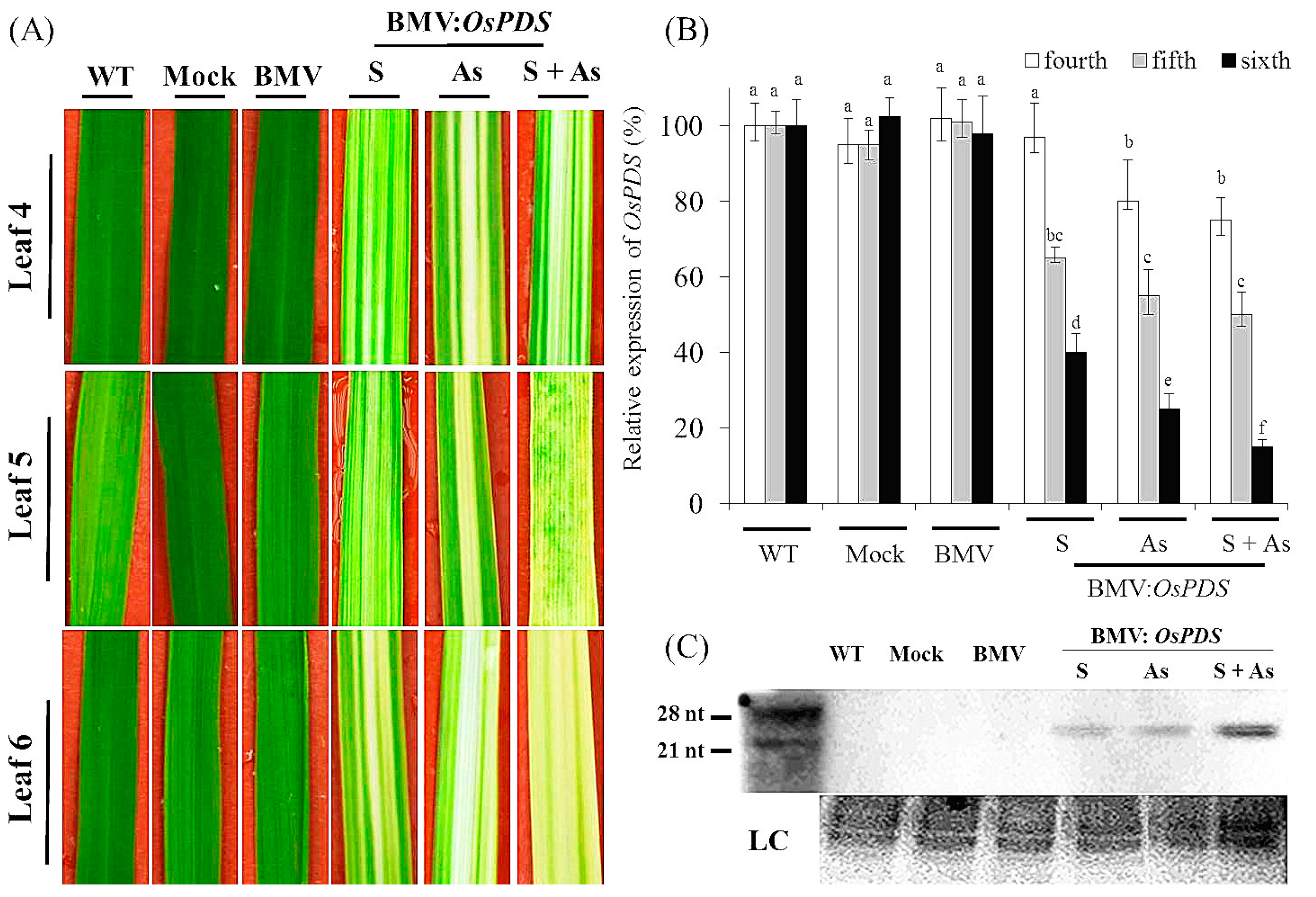 Genes 08 00241 g001