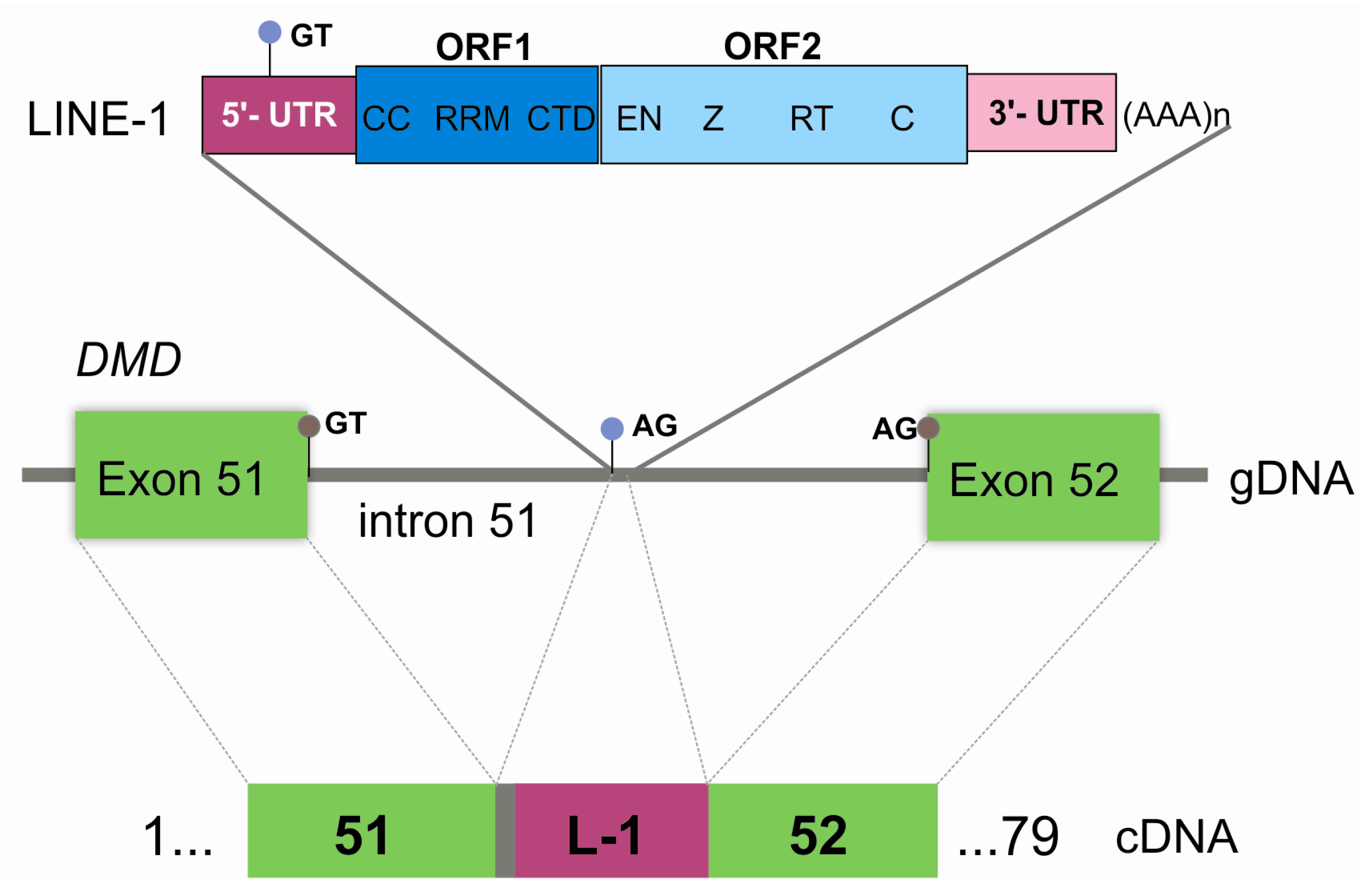 Genes 08 00253 g004