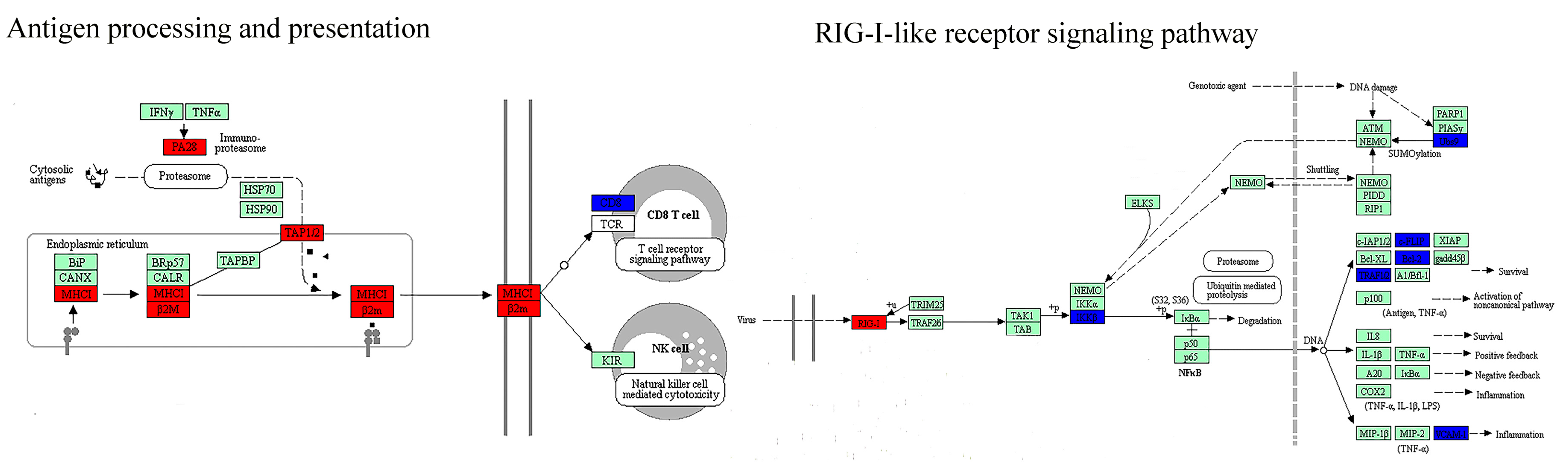 Genes 08 00268 g004a