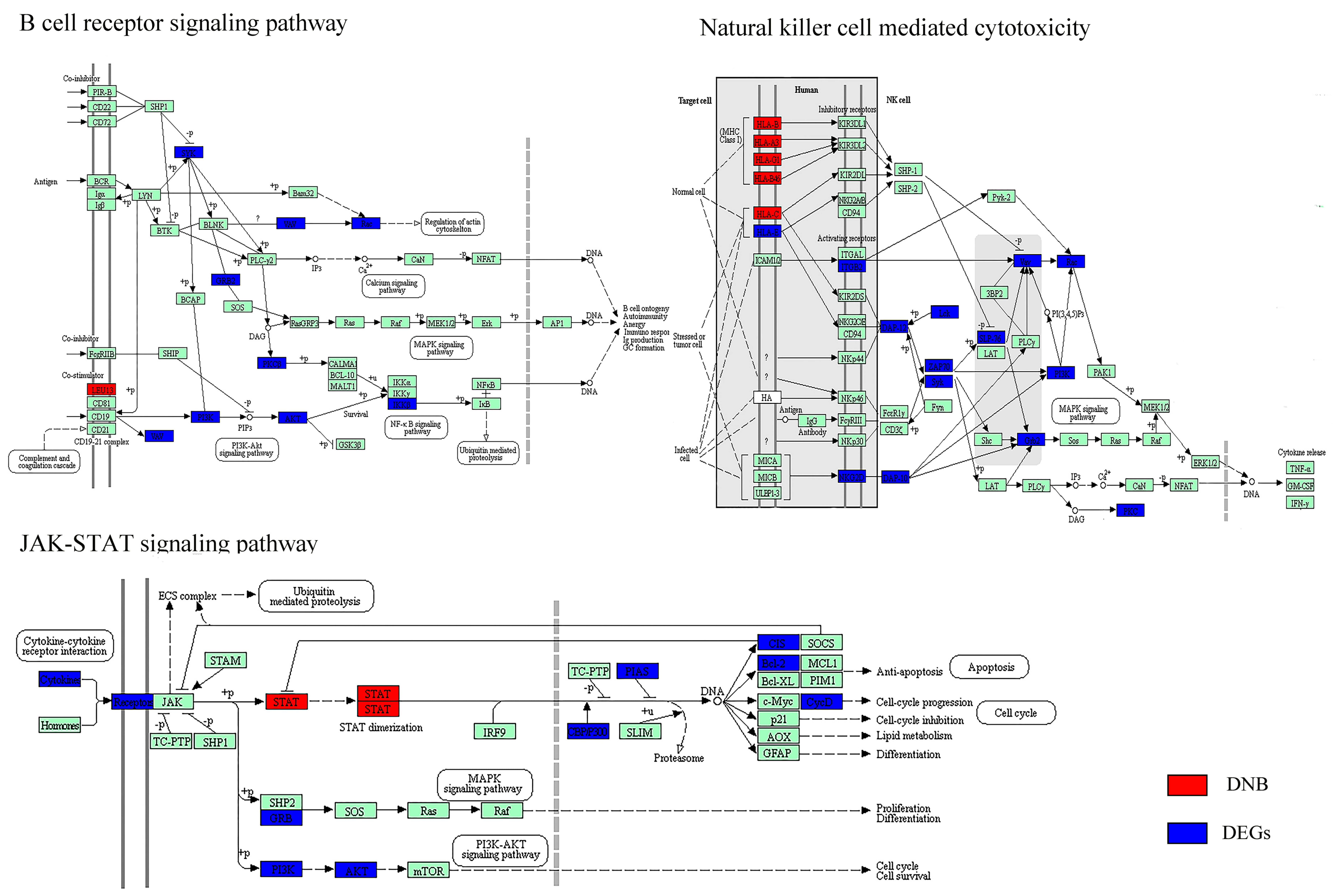 Genes 08 00268 g004b