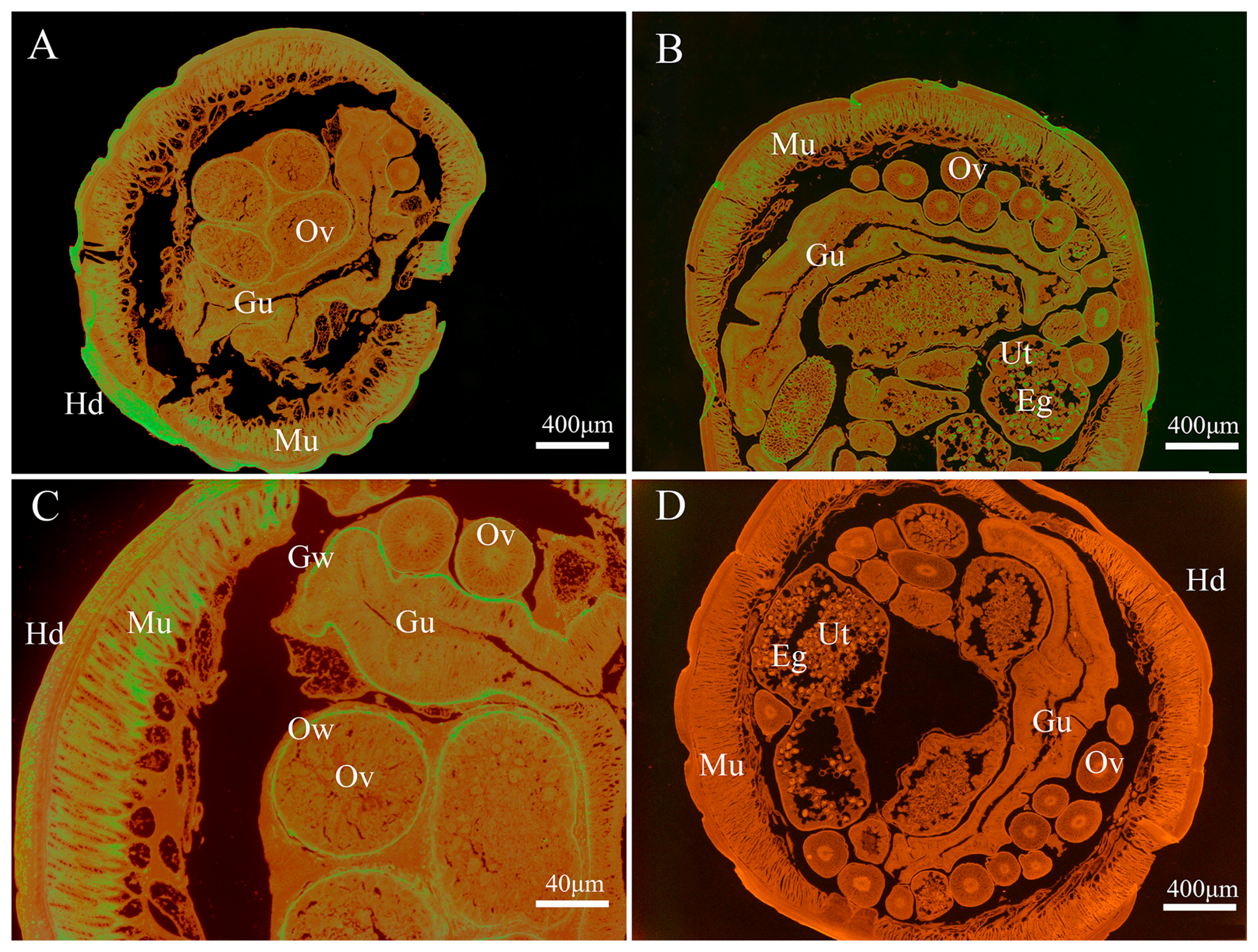 Genes 08 00293 g005