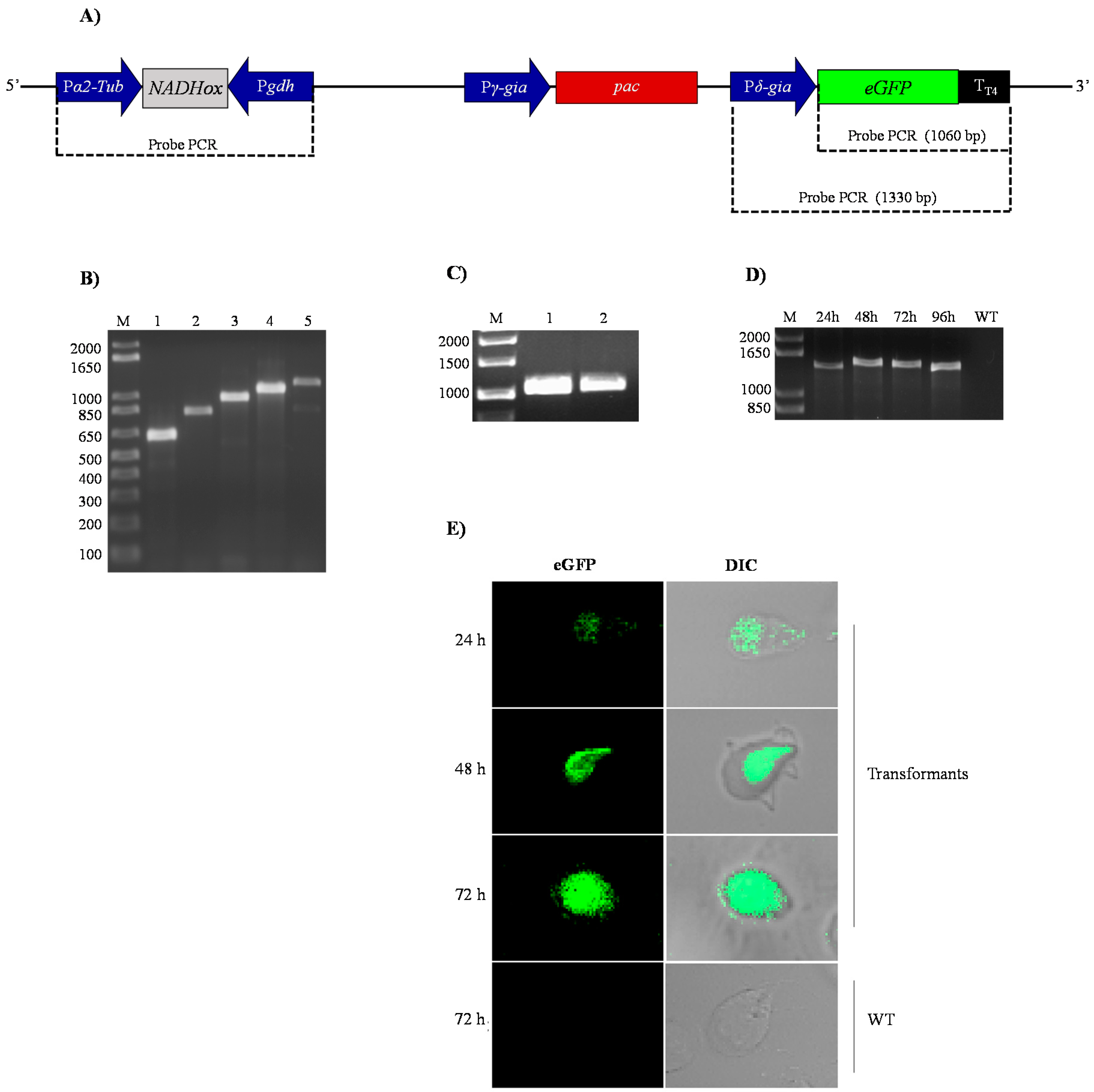 Genes 08 00303 g002