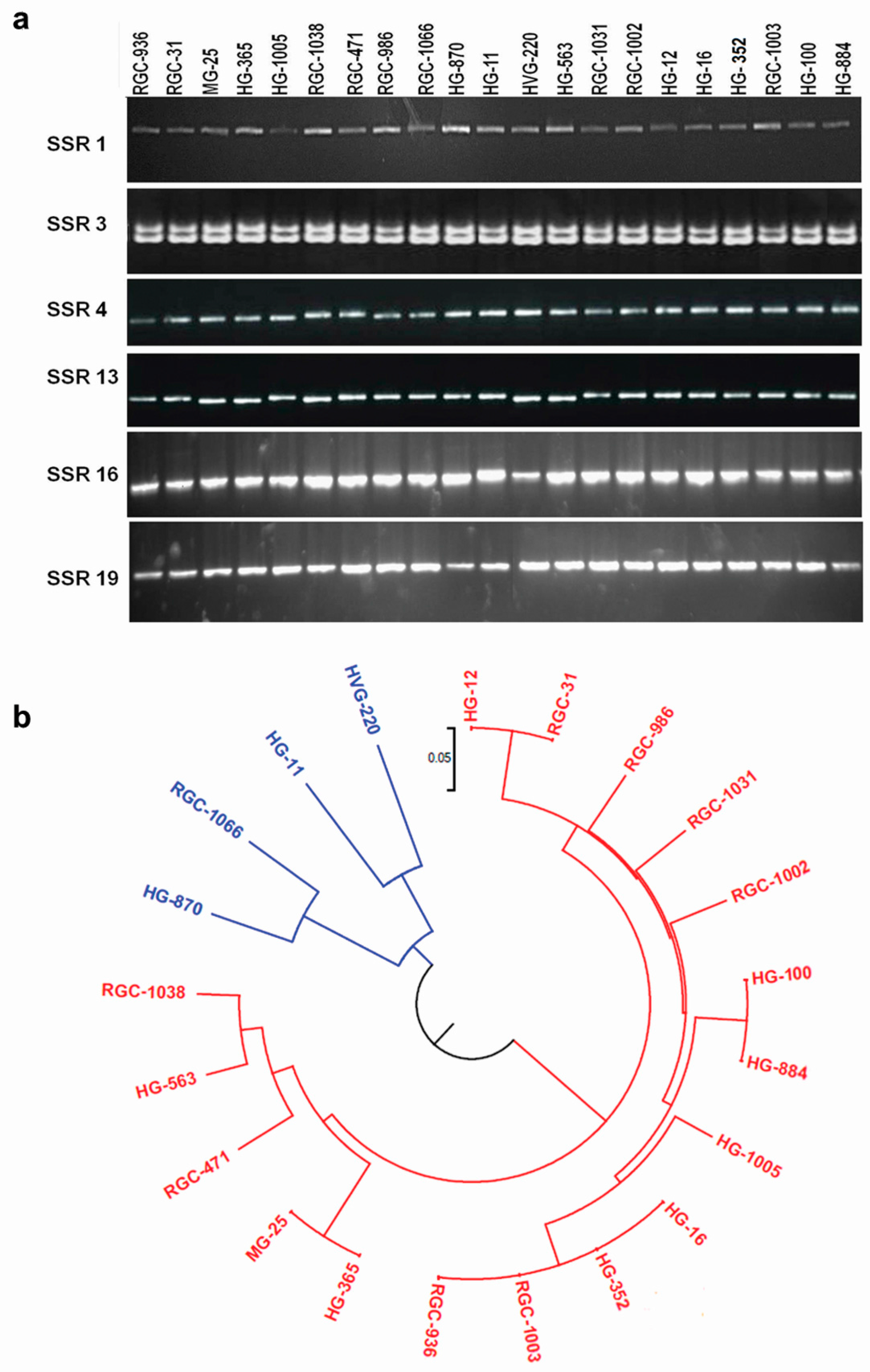 Genes 08 00313 g005